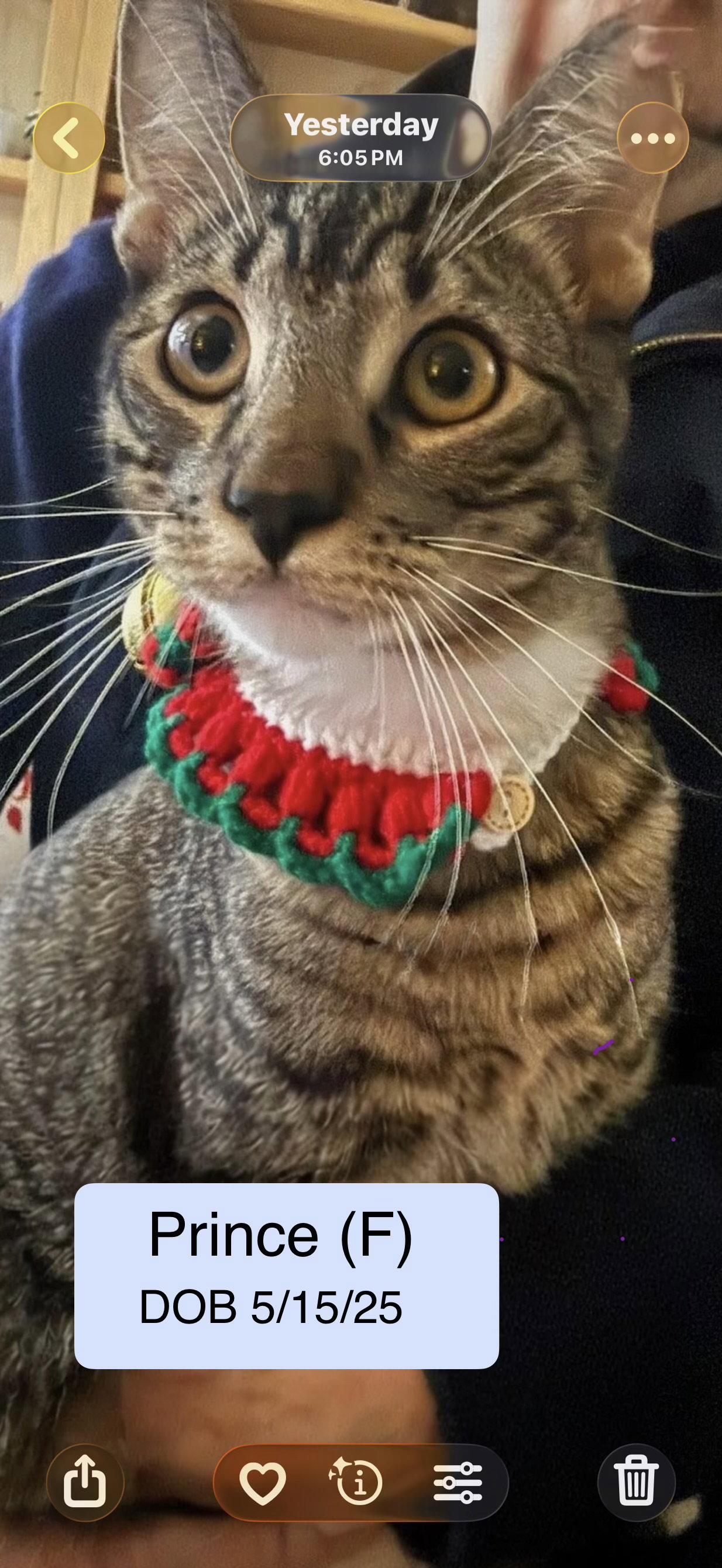 Prince bonded with Pumpkin, a Adopted Domestic Short Hair in Vacaville, CA image 2/2