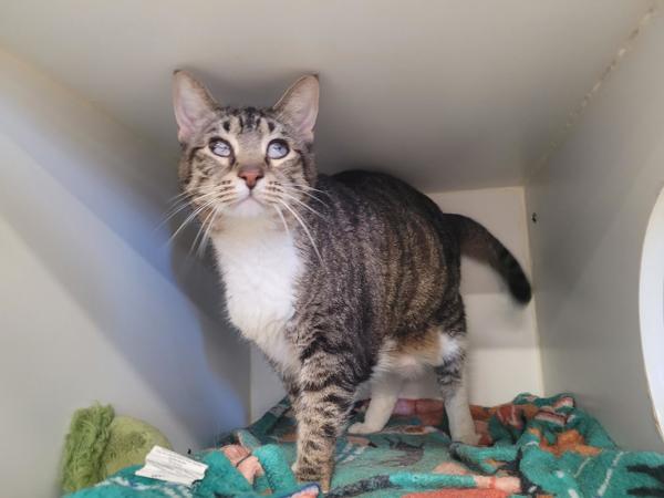 Jr - Mapleshade, Adoptable, Adult Female Domestic Short Hair.