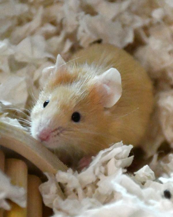 Enlarge Moon Cake, a Adoptable Mouse in Stratham, NH image 1/1