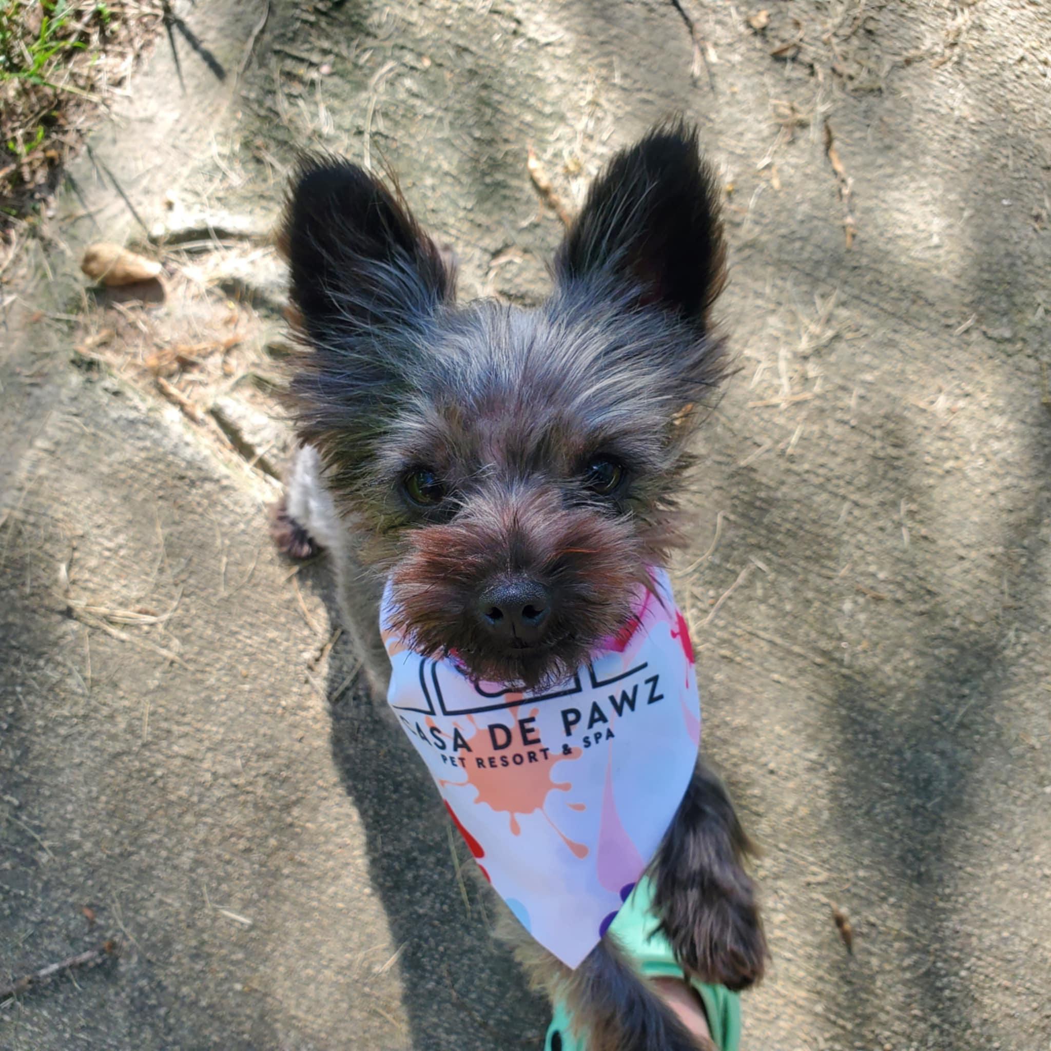 Sabrina, Young Female Yorkshire Terrier