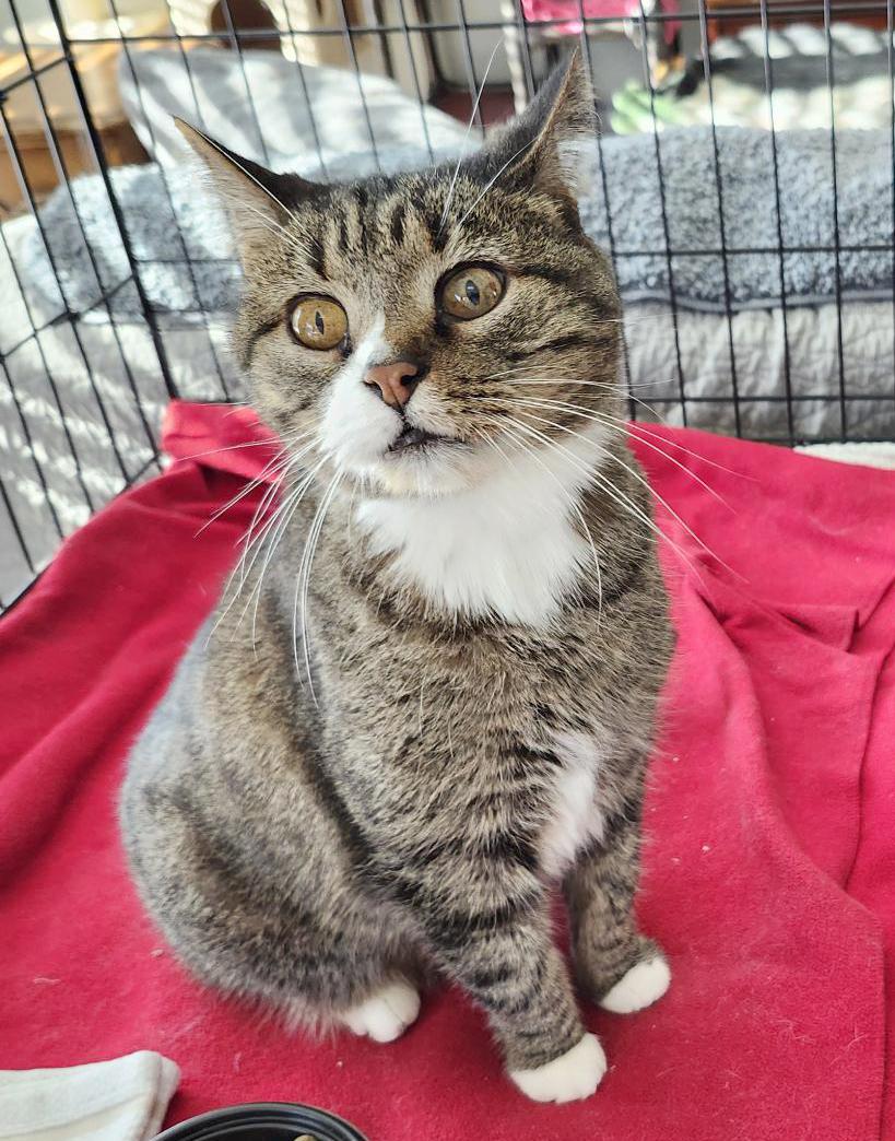 Earl (Courtesy Post)