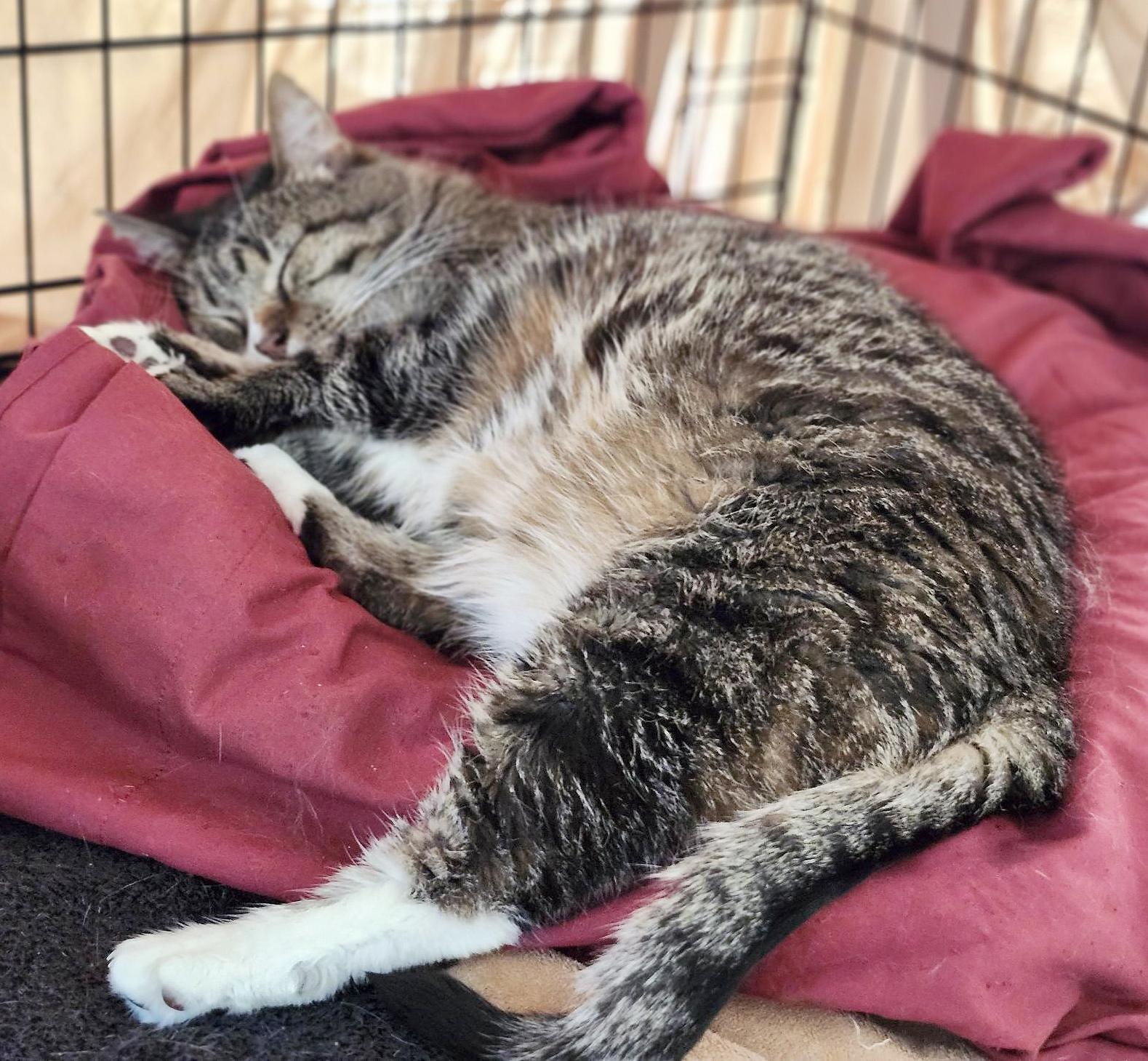 Earl (Courtesy Post)
