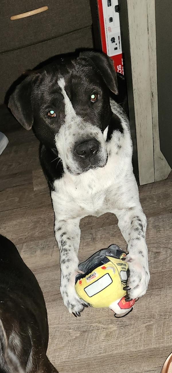 Jax, Adoptable, Adult Male Mixed Breed.