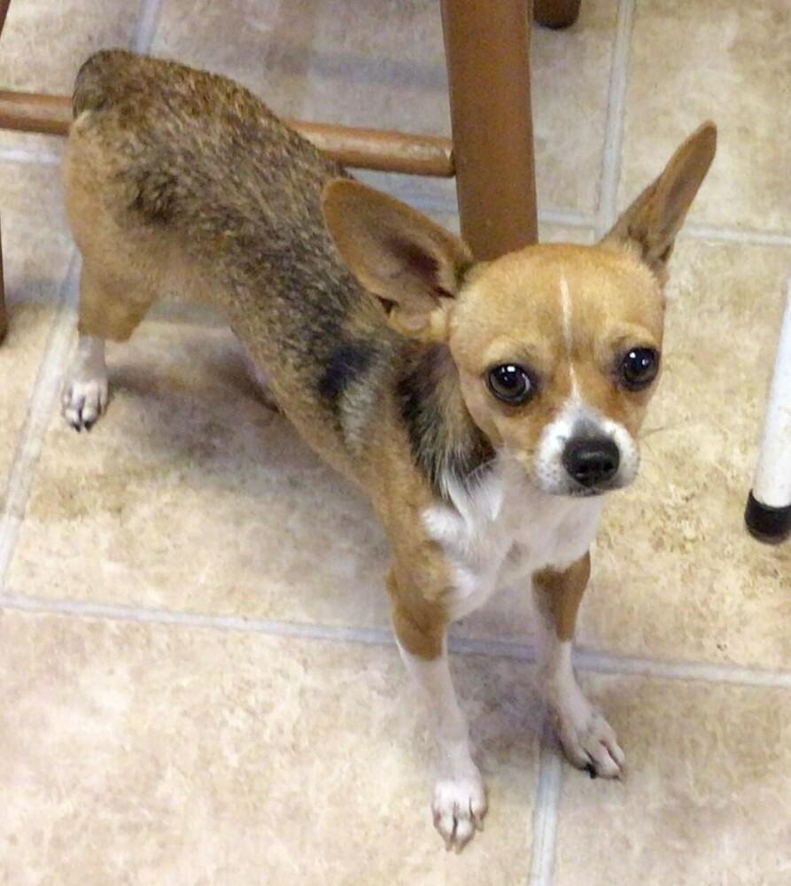 George, Adoptable, Young Male Chihuahua.