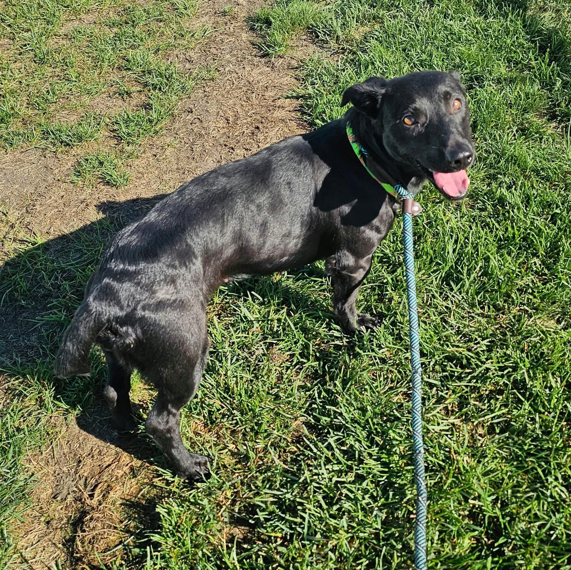 Enlarge Shirley, a Adopted mixed breed in Minooka, IL image 3/4