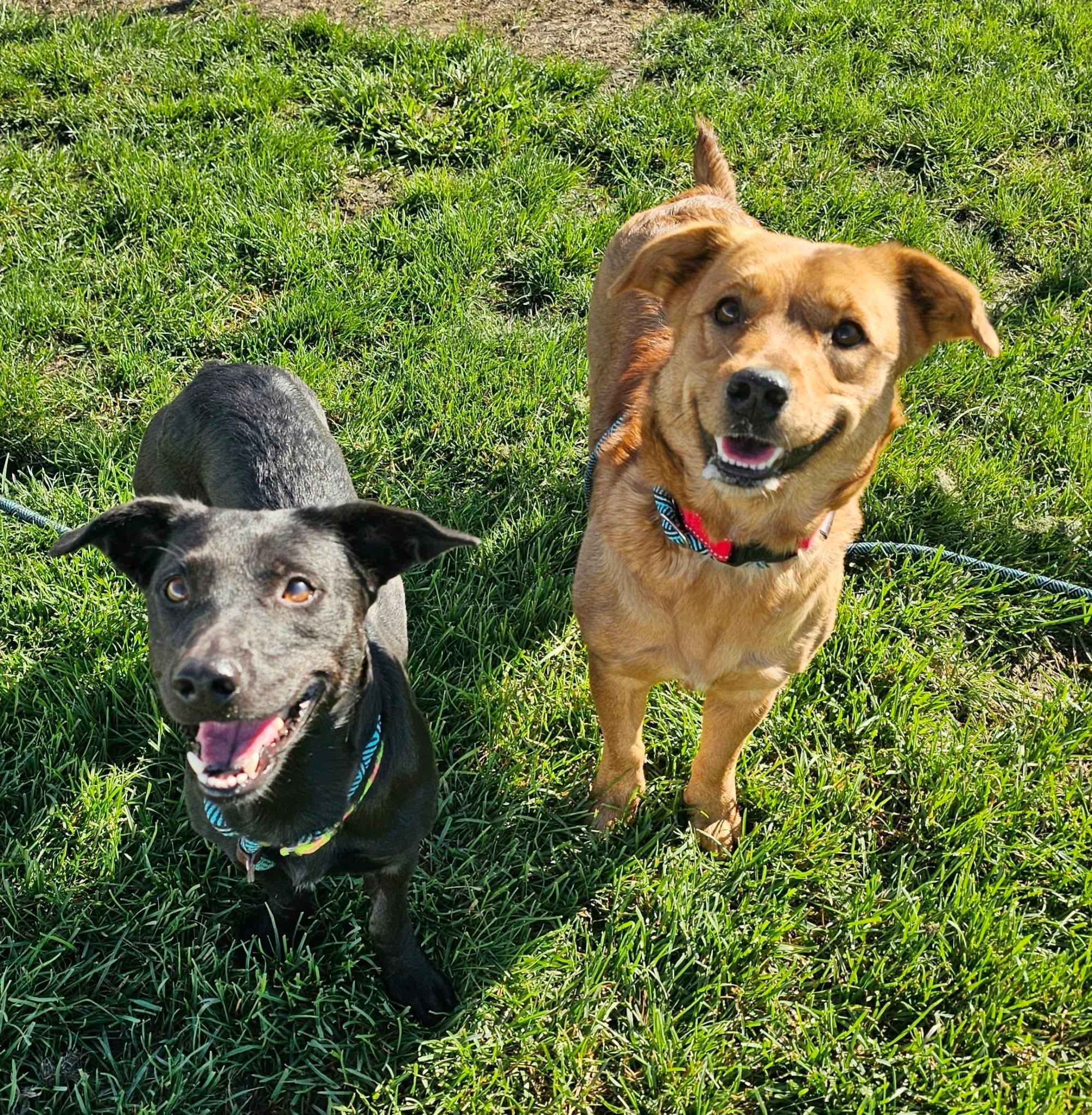 Enlarge Shirley, a Adopted mixed breed in Minooka, IL image 4/4