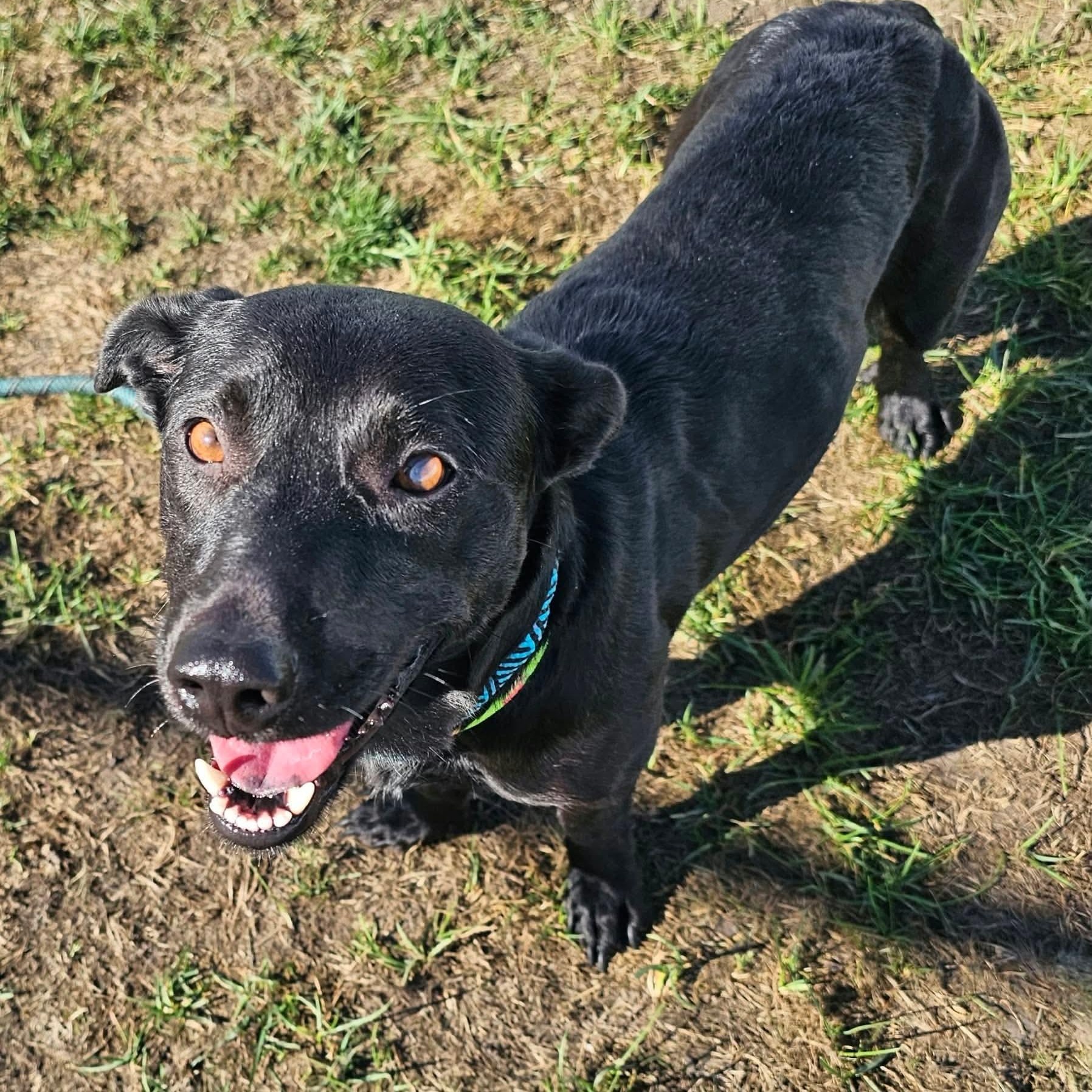 Shirley, Adopted, Young Female Dachshund.