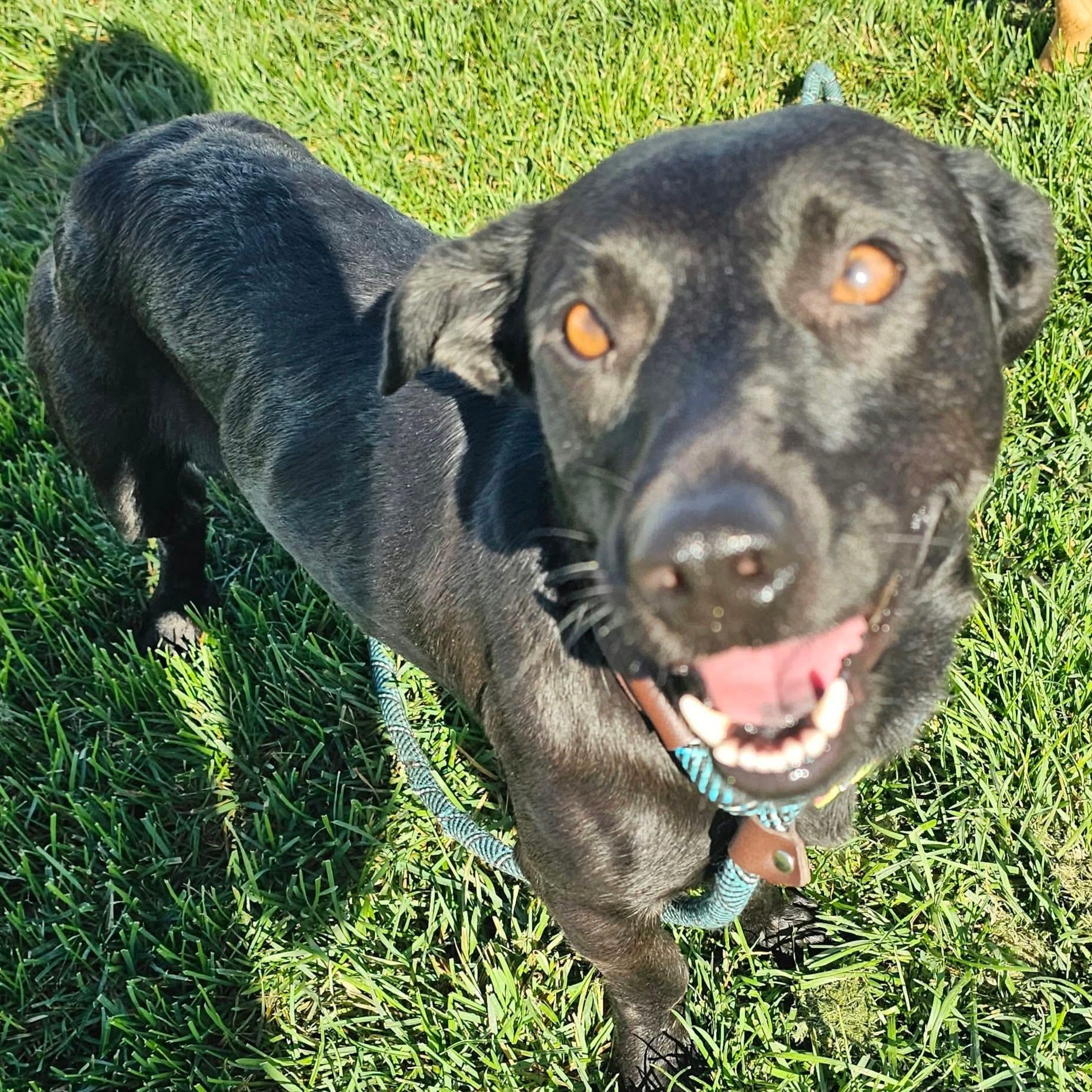 Enlarge Shirley, a Adopted mixed breed in Minooka, IL image 2/4