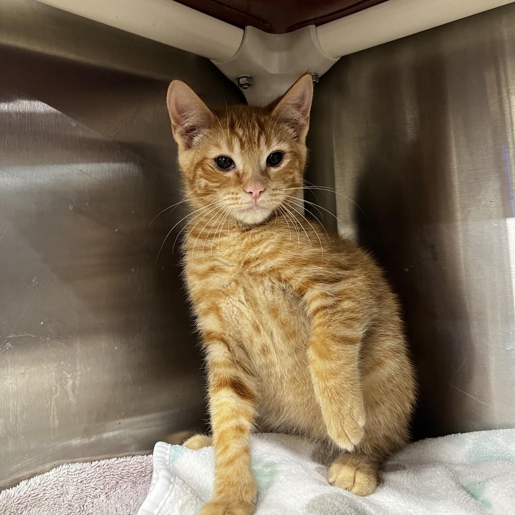 Rocket, Adoptable, Kitten Male Domestic Short Hair.