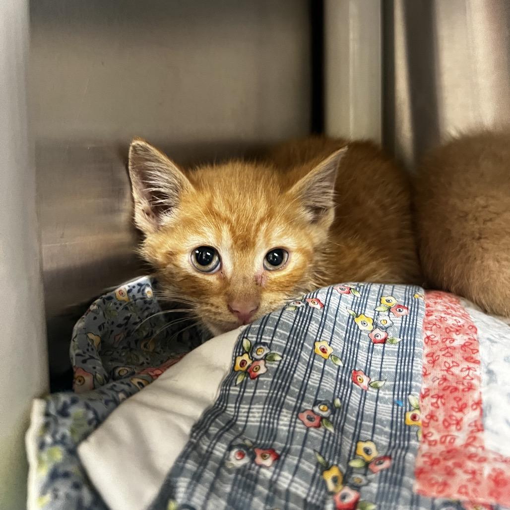 Enlarge Rocket, a Adoptable Domestic Short Hair in Harrisville, WV image 2/2