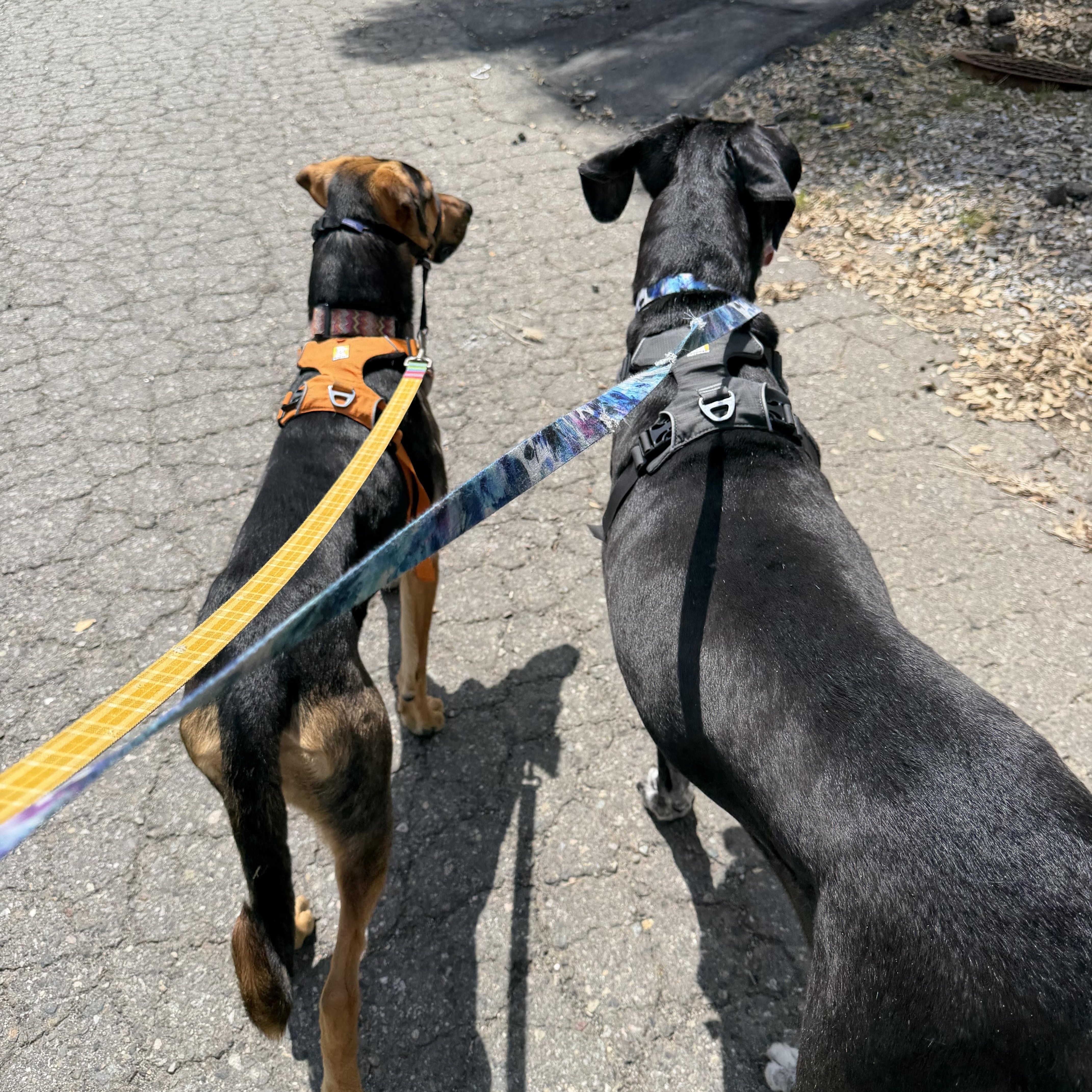 Enlarge Leanna 0125, a Adoptable mixed breed in Sonora, CA image 4/5