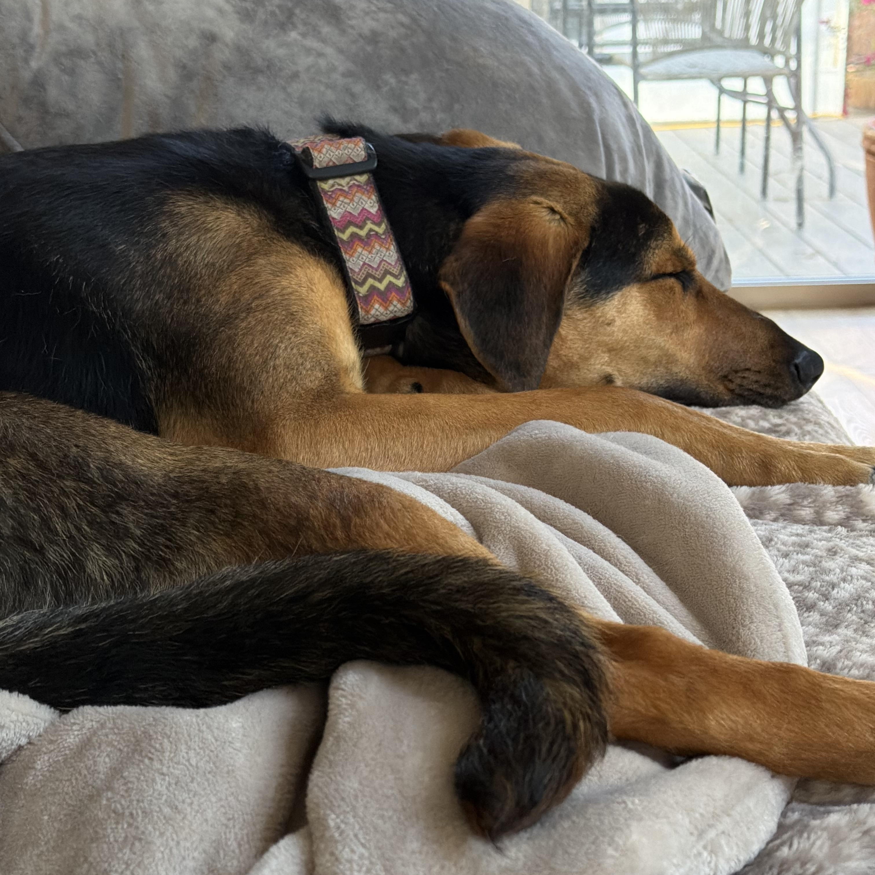 Enlarge Leanna 0125, a Adoptable mixed breed in Sonora, CA image 3/5