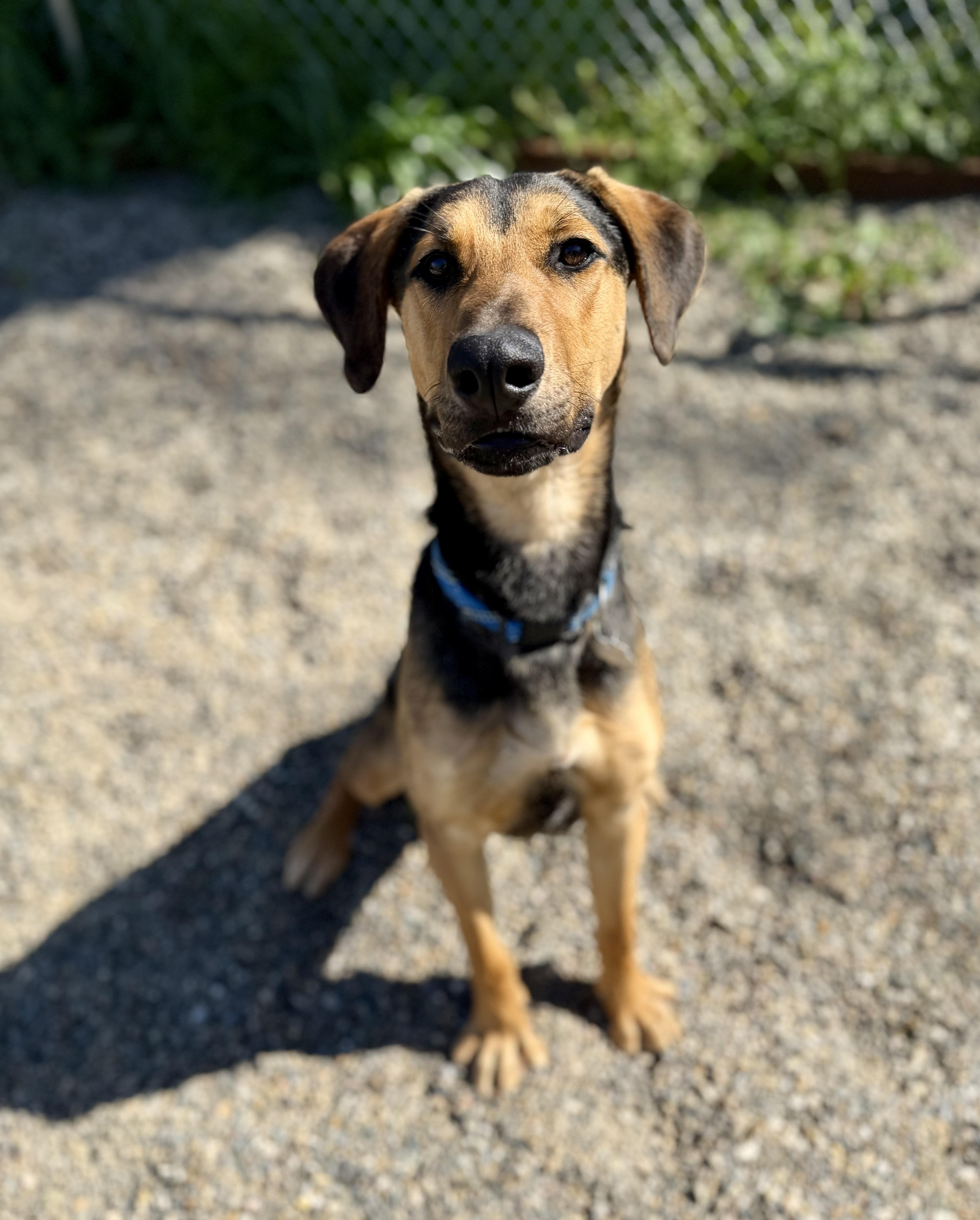 Enlarge Leanna 0125, a Adoptable mixed breed in Sonora, CA image 1/5