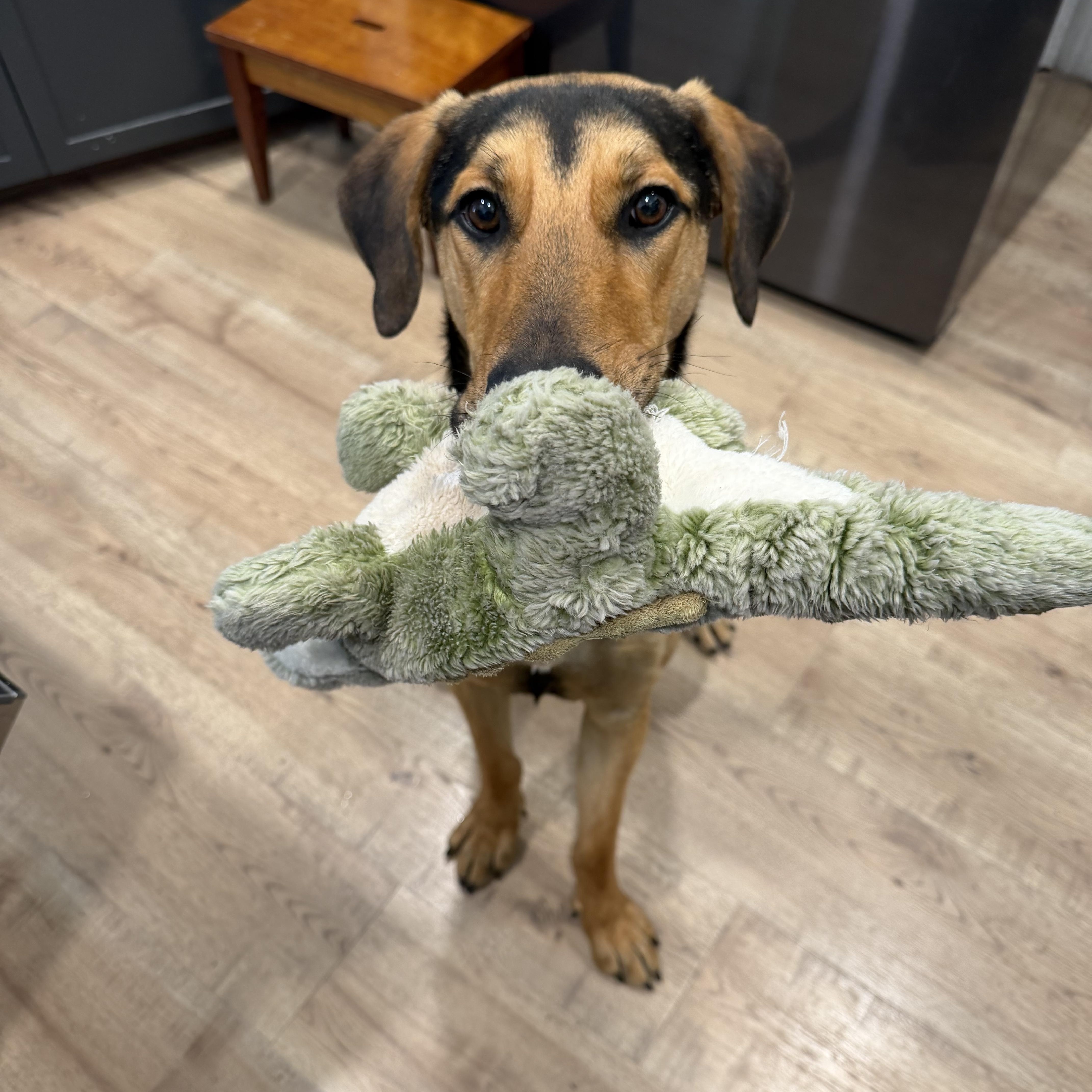 Enlarge Leanna 0125, a Adoptable mixed breed in Sonora, CA image 5/5