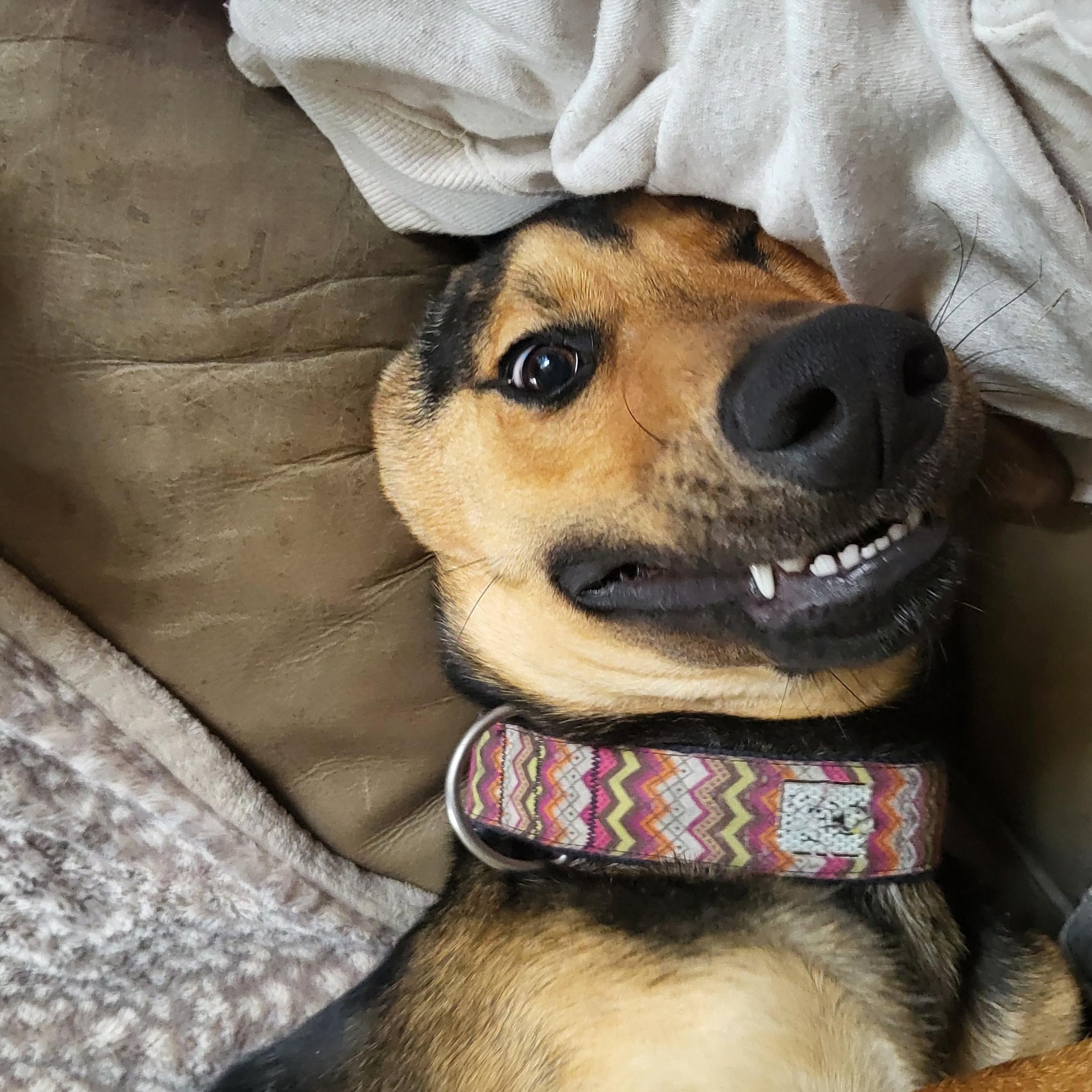 Enlarge Leanna 0125, a Adoptable mixed breed in Sonora, CA image 2/5