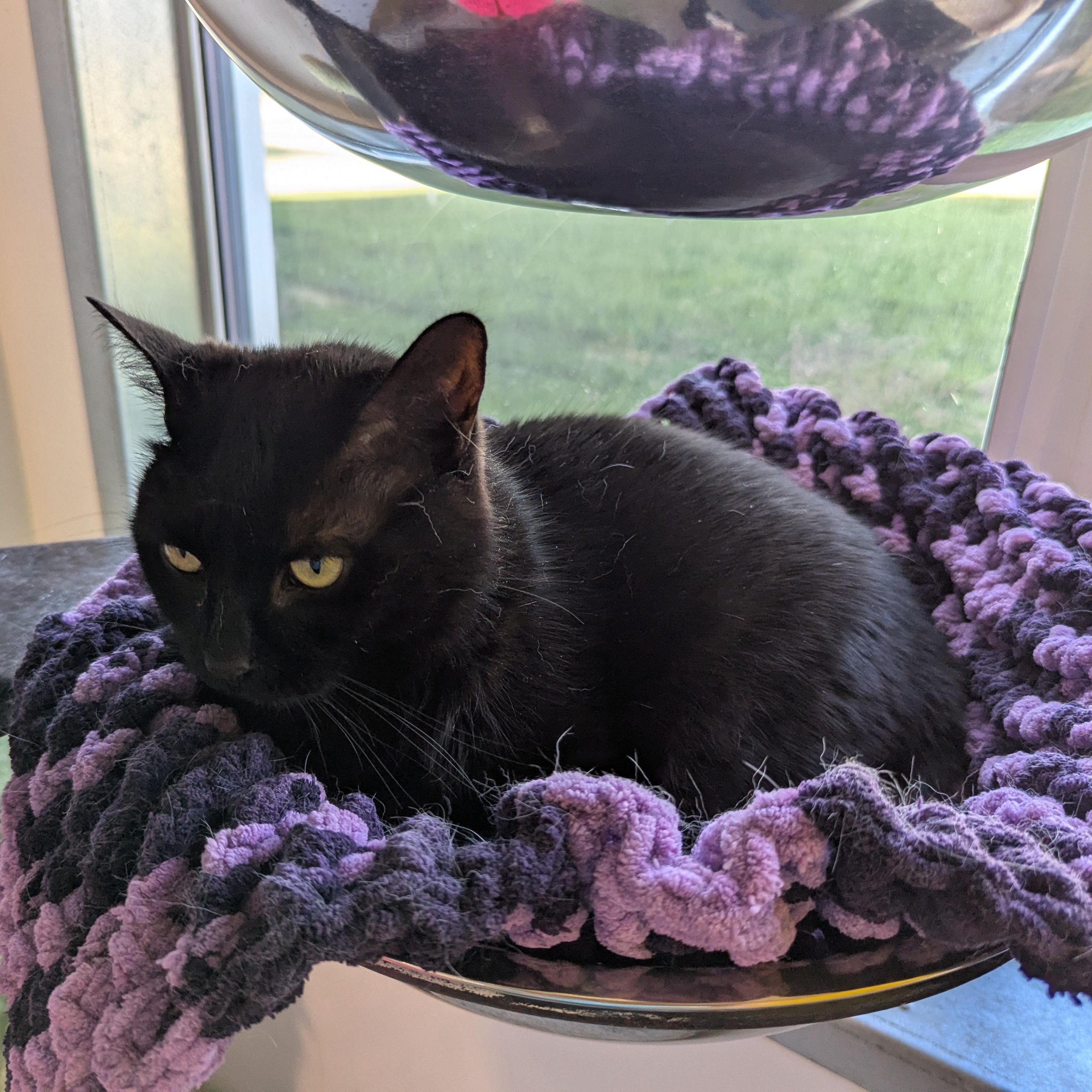 Bob, an adoptable Domestic Short Hair in Morden, MB, R6M 1Y4 | Photo Image 4
