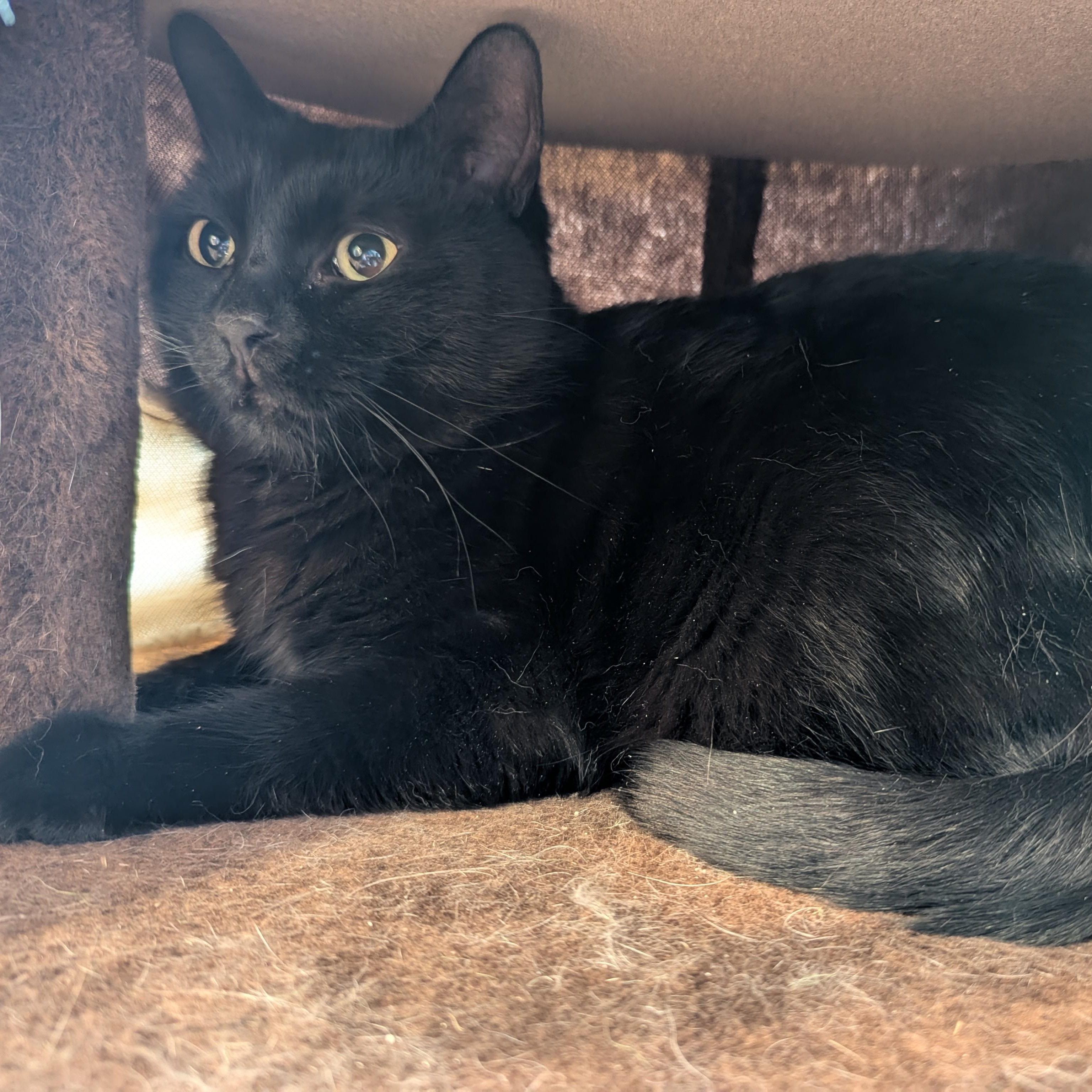 Bob, an adoptable Domestic Short Hair in Morden, MB, R6M 1Y4 | Photo Image 5