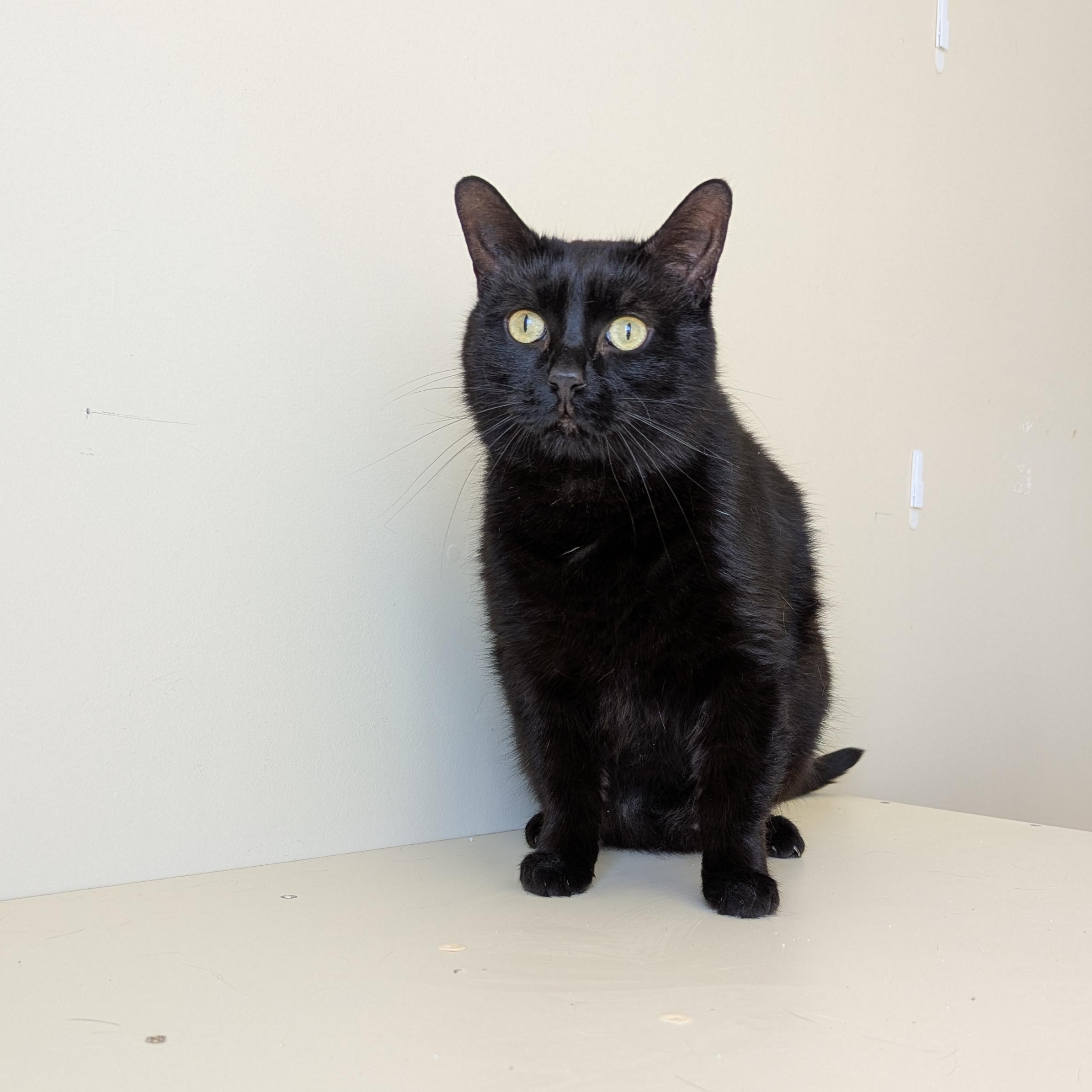 Bob, an adoptable Domestic Short Hair in Morden, MB, R6M 1Y4 | Photo Image 1