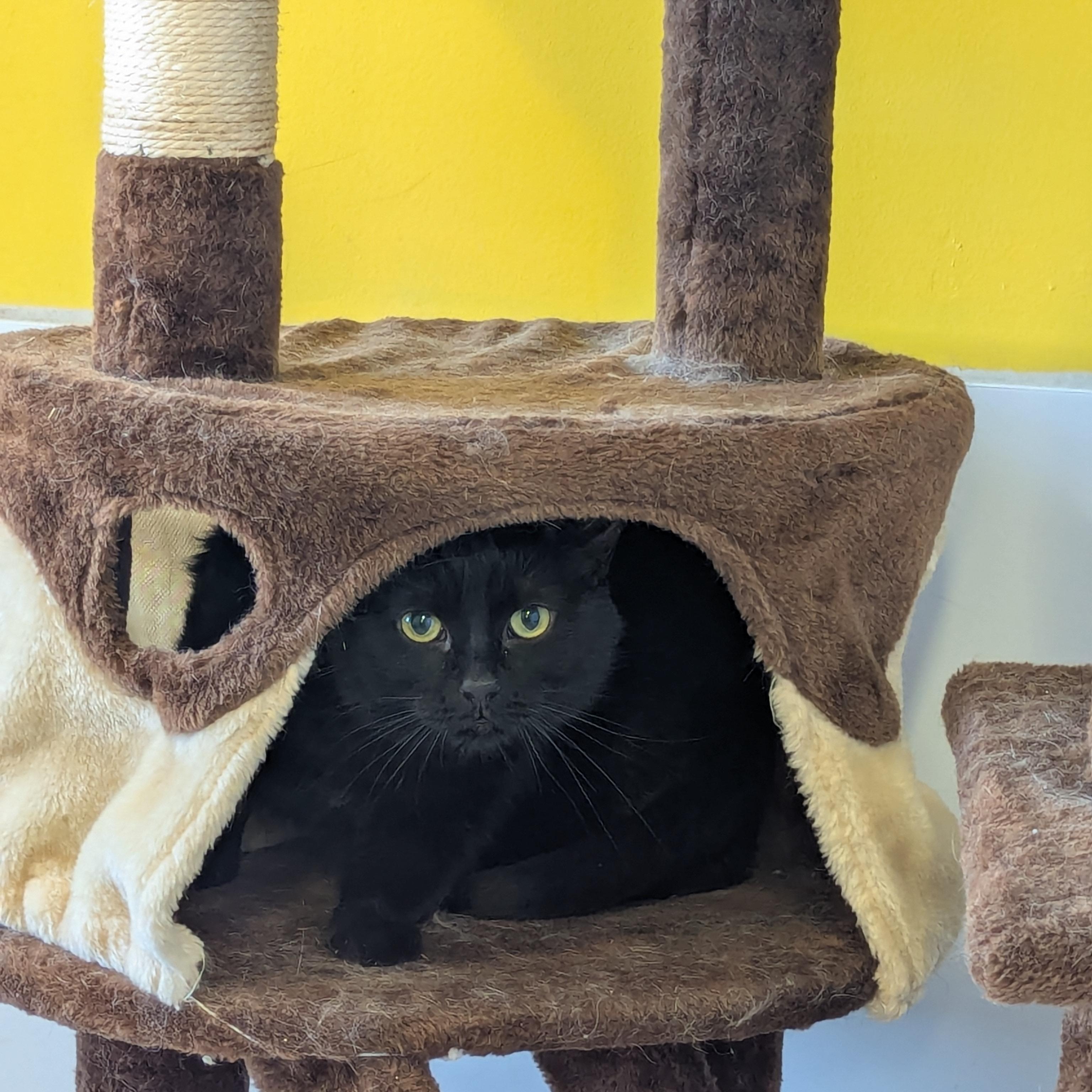 Bob, an adoptable Domestic Short Hair in Morden, MB, R6M 1Y4 | Photo Image 3
