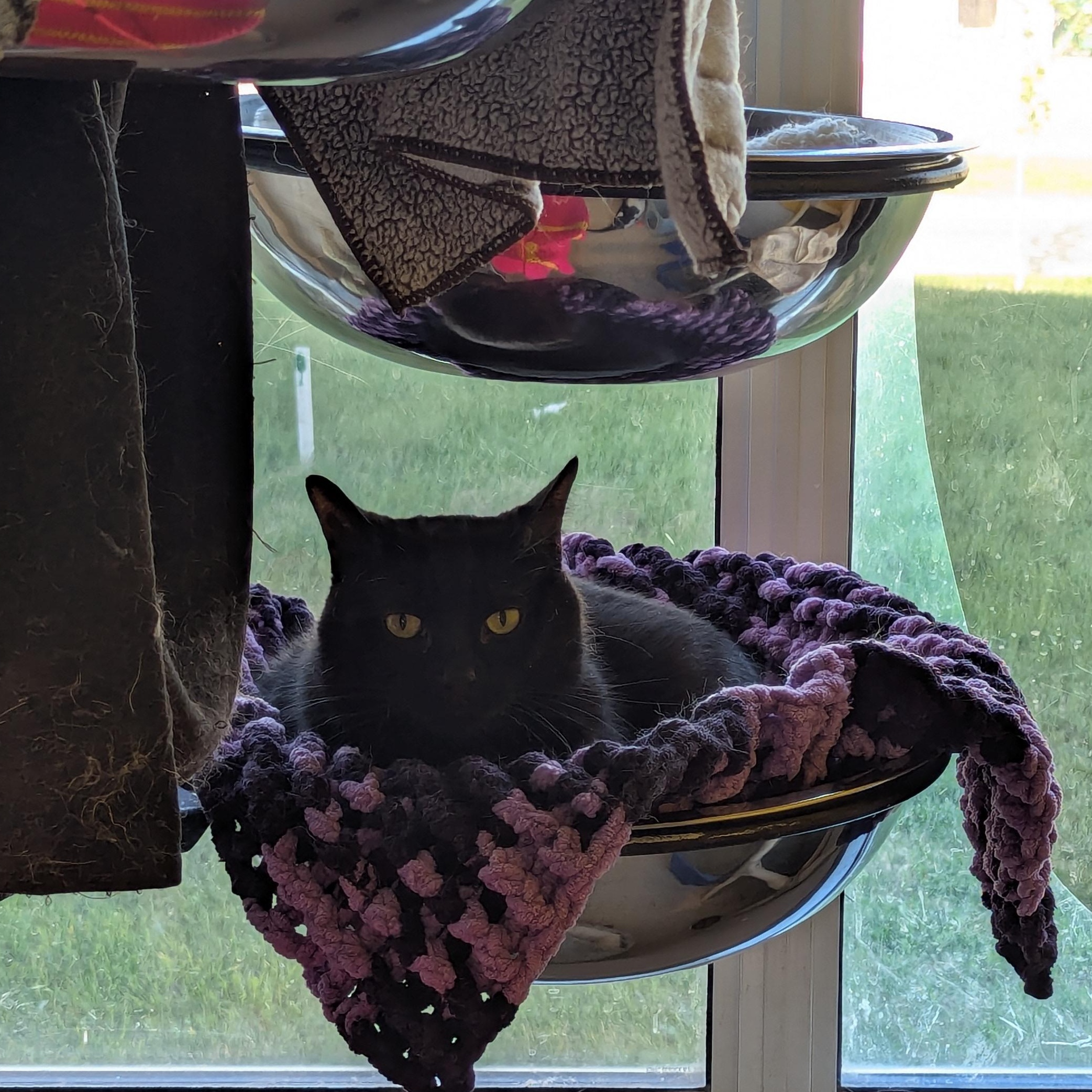 Bob, an adoptable Domestic Short Hair in Morden, MB, R6M 1Y4 | Photo Image 2
