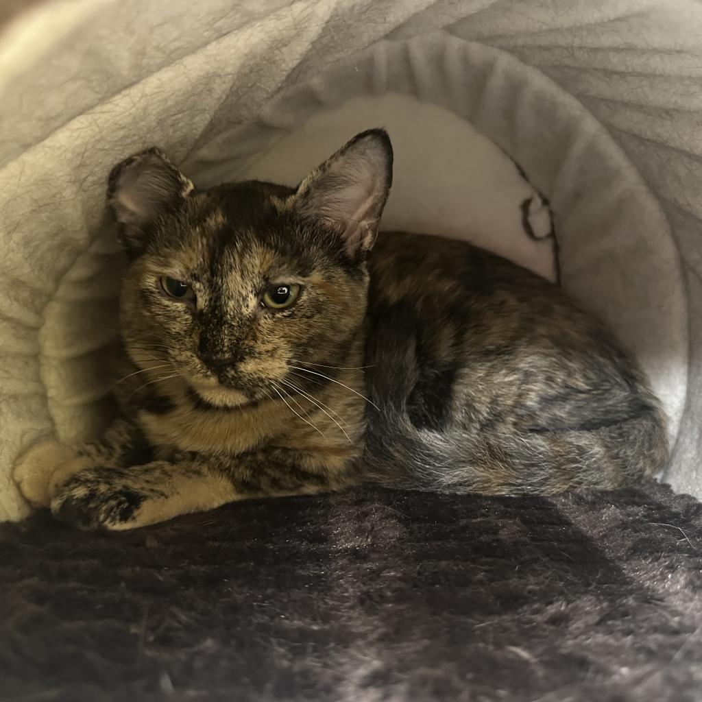 Enlarge Paisley, a Adoptable Domestic Short Hair in Lindenwold, NJ image 1/1