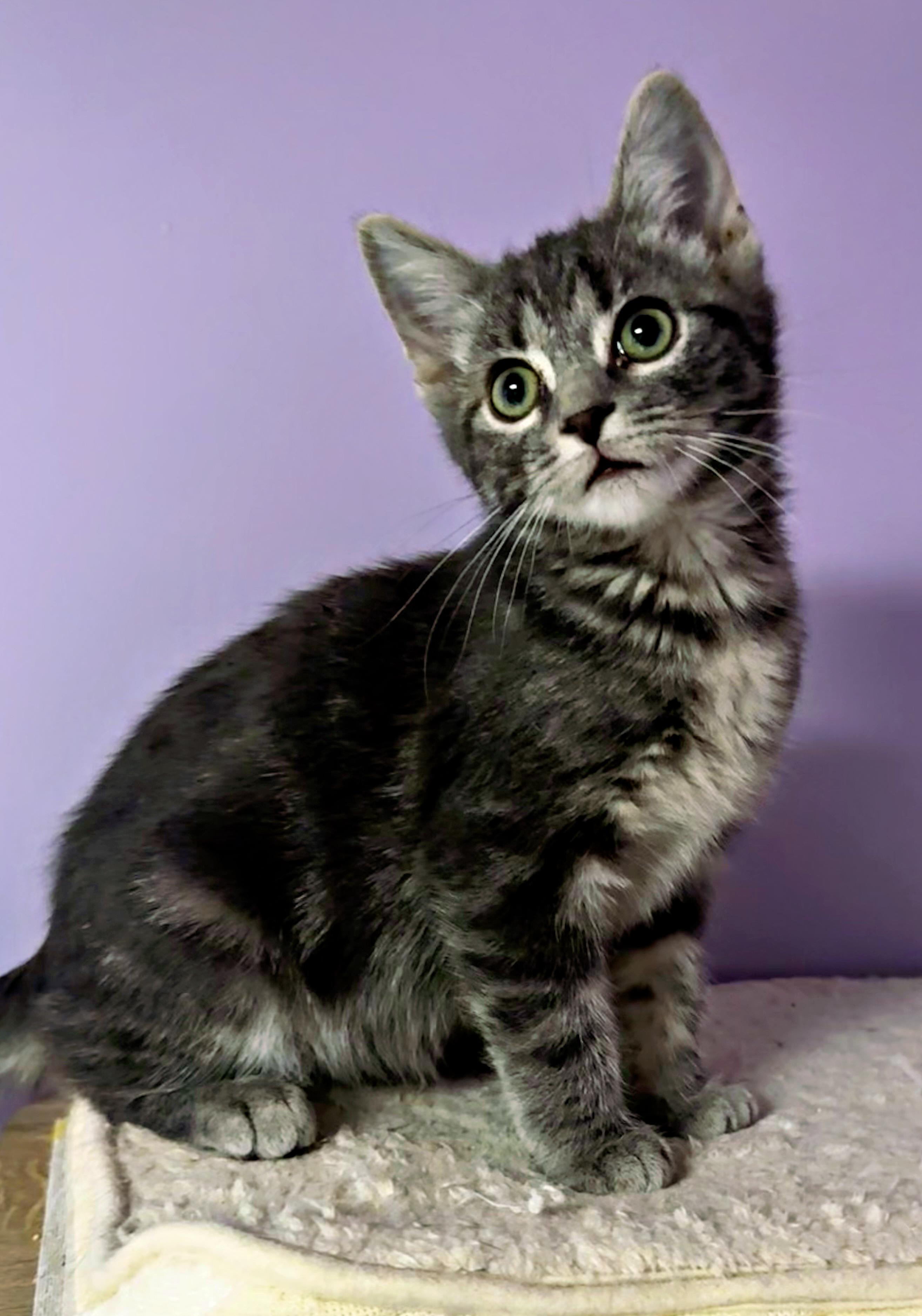 Mira, Adopted, Kitten Female Domestic Short Hair.