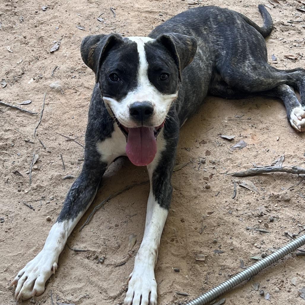 Robin Hood, Adoptable, Young Male American Bulldog & Mixed Breed.