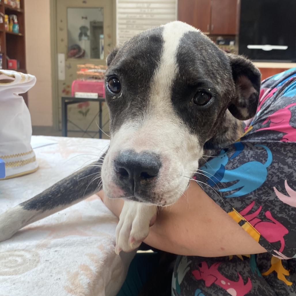 Enlarge Robin Hood, a Adoptable mixed breed in Columbus, GA image 2/6