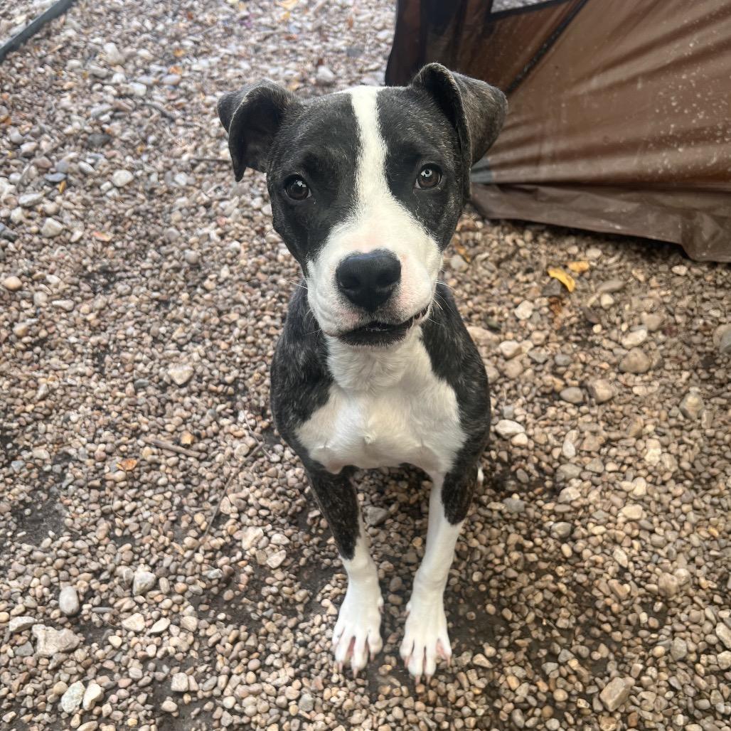 Enlarge Robin Hood, a Adoptable mixed breed in Columbus, GA image 3/6