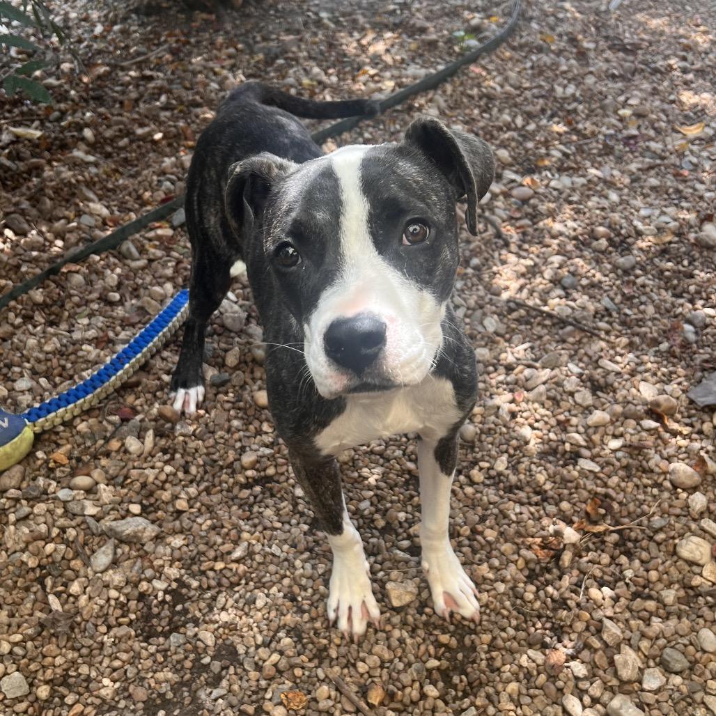 Enlarge Robin Hood, a Adoptable mixed breed in Columbus, GA image 4/6