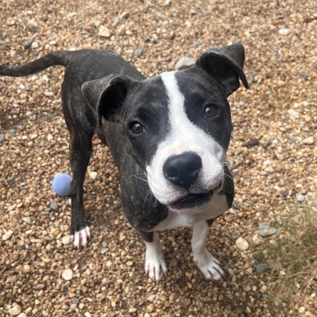 Enlarge Robin Hood, a Adoptable mixed breed in Columbus, GA image 5/6