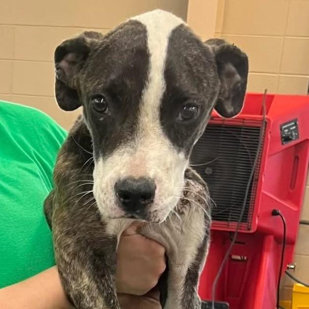 Enlarge Robin Hood, a Adoptable mixed breed in Columbus, GA image 6/6