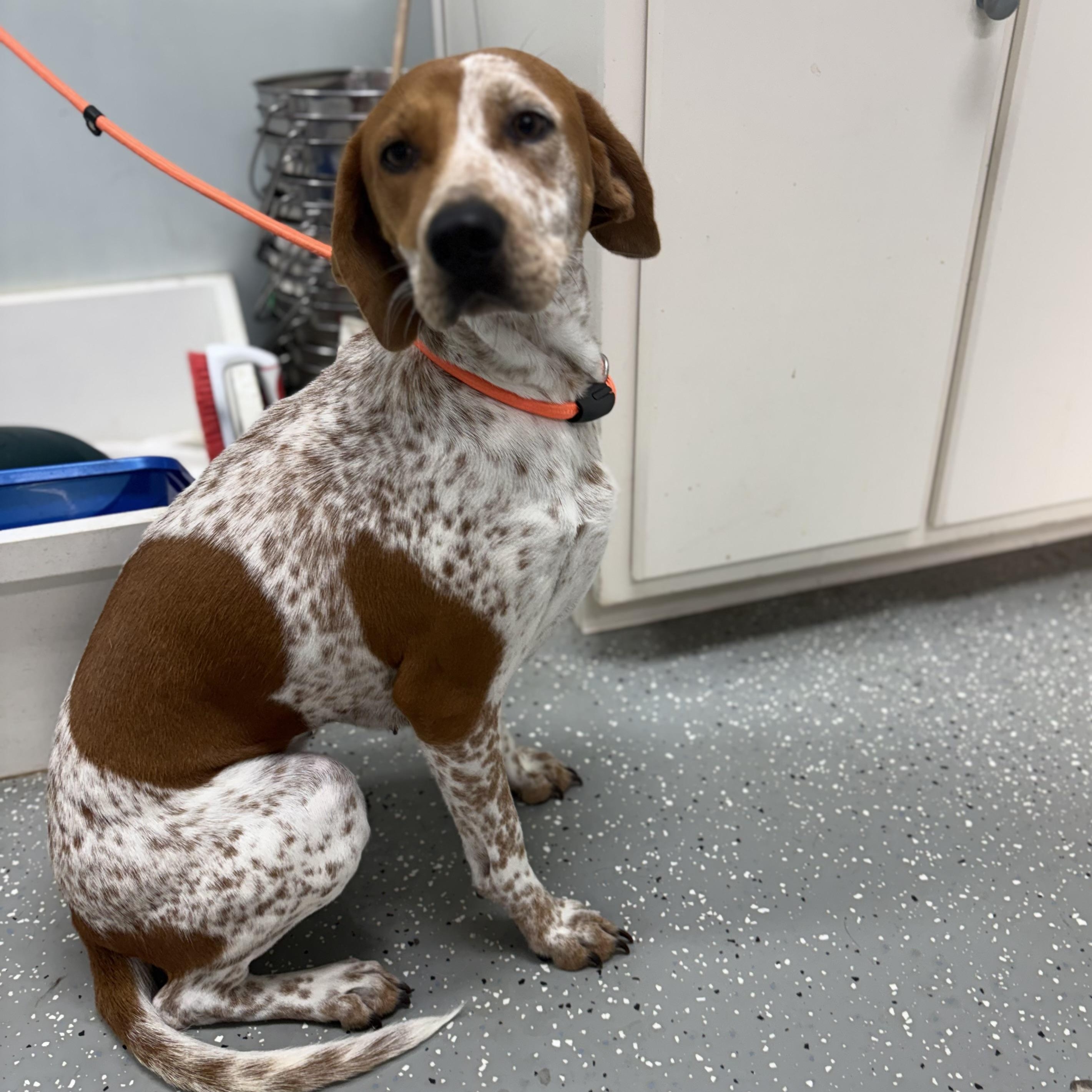 Enlarge Jolene, a Adoptable mixed breed in Bardstown, KY image 5/6
