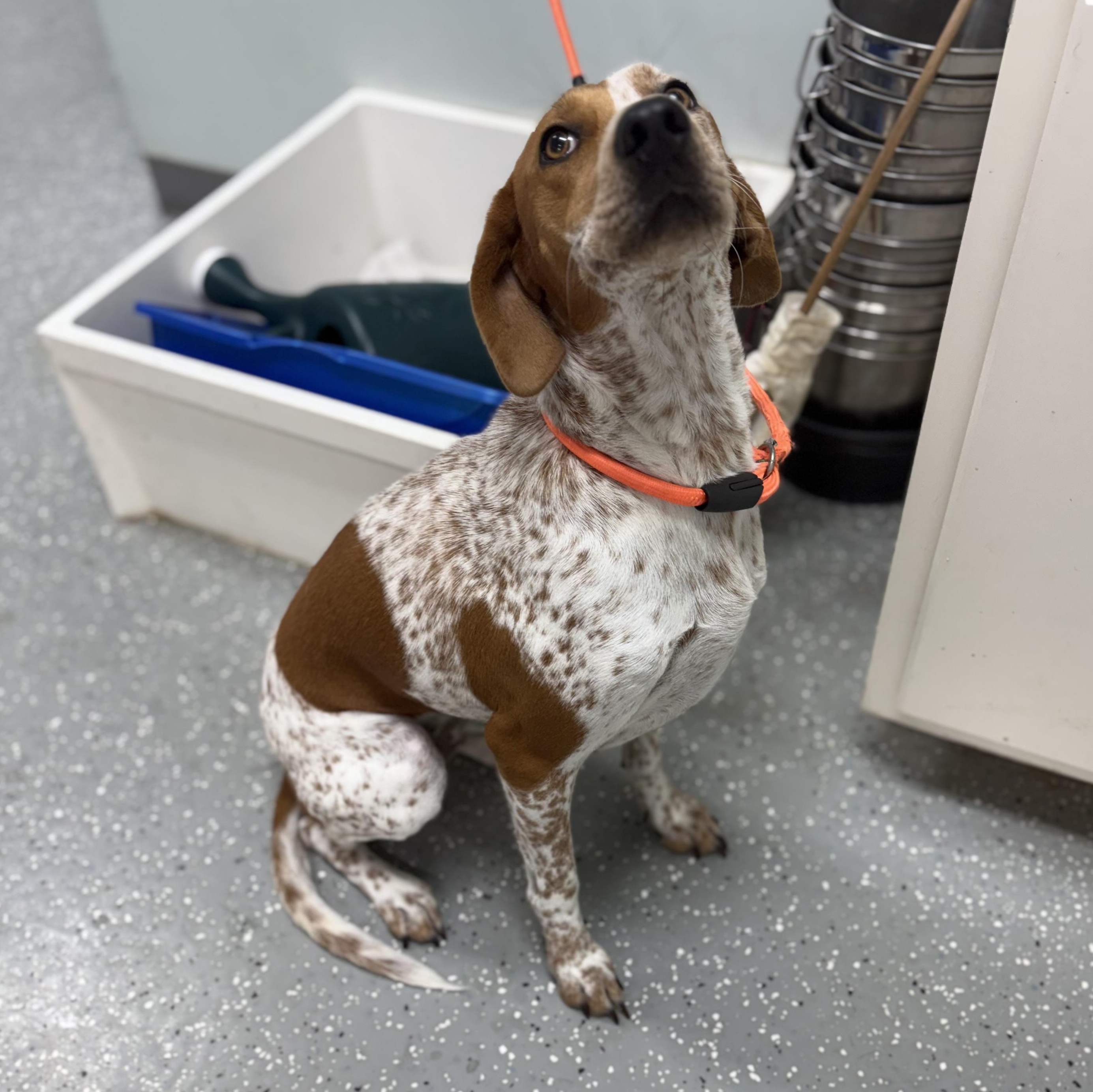 Enlarge Jolene, a Adoptable mixed breed in Bardstown, KY image 4/6