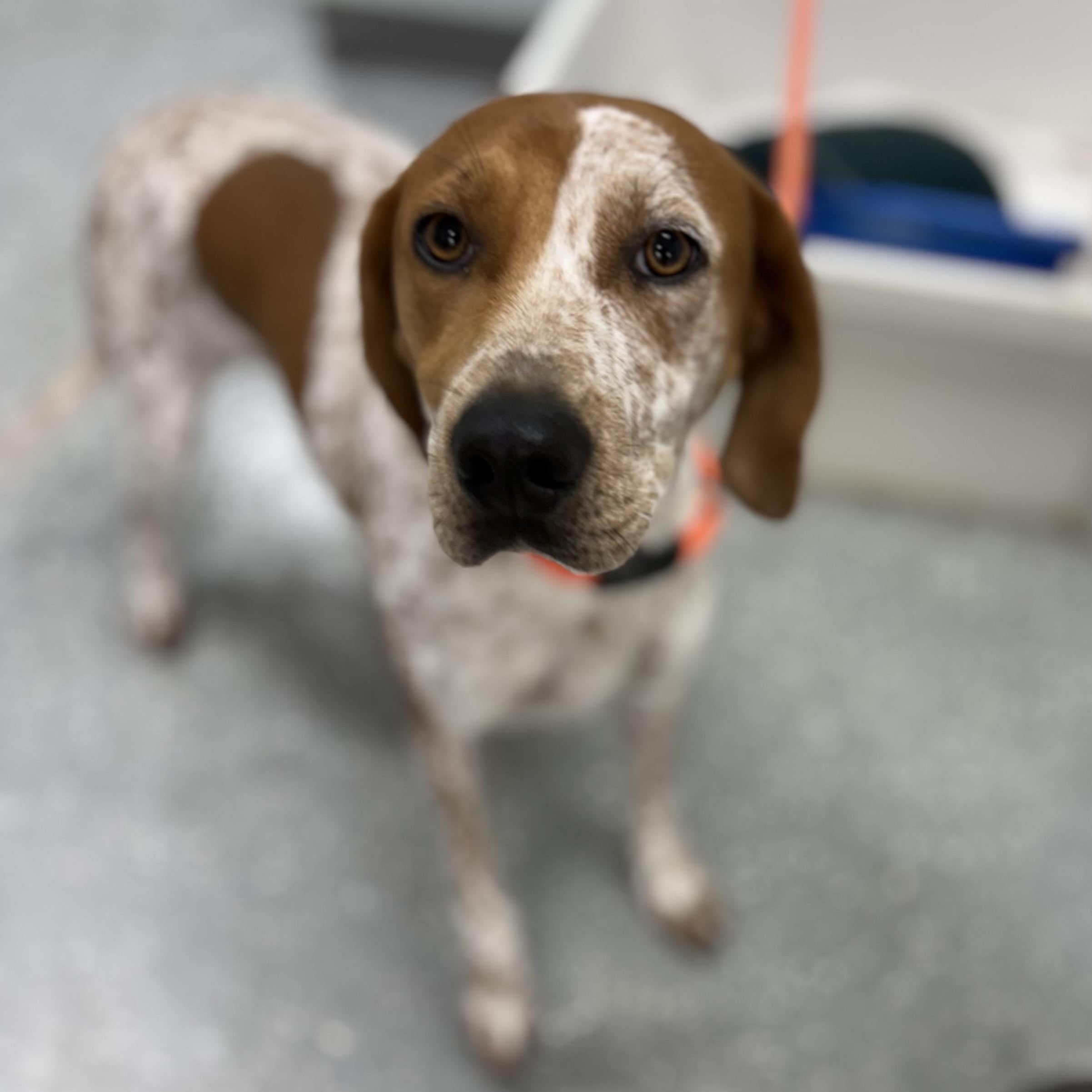 Enlarge Jolene, a Adoptable mixed breed in Bardstown, KY image 2/6