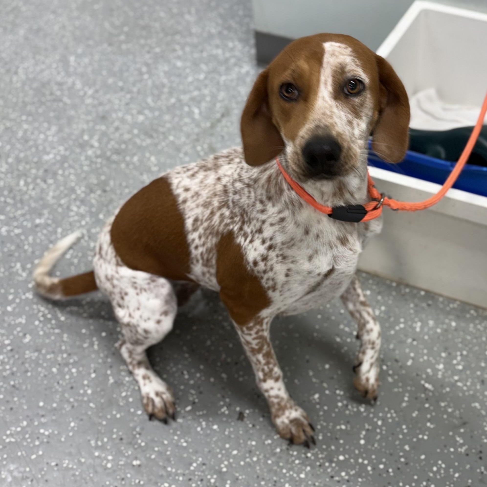 Enlarge Jolene, a Adoptable mixed breed in Bardstown, KY image 6/6