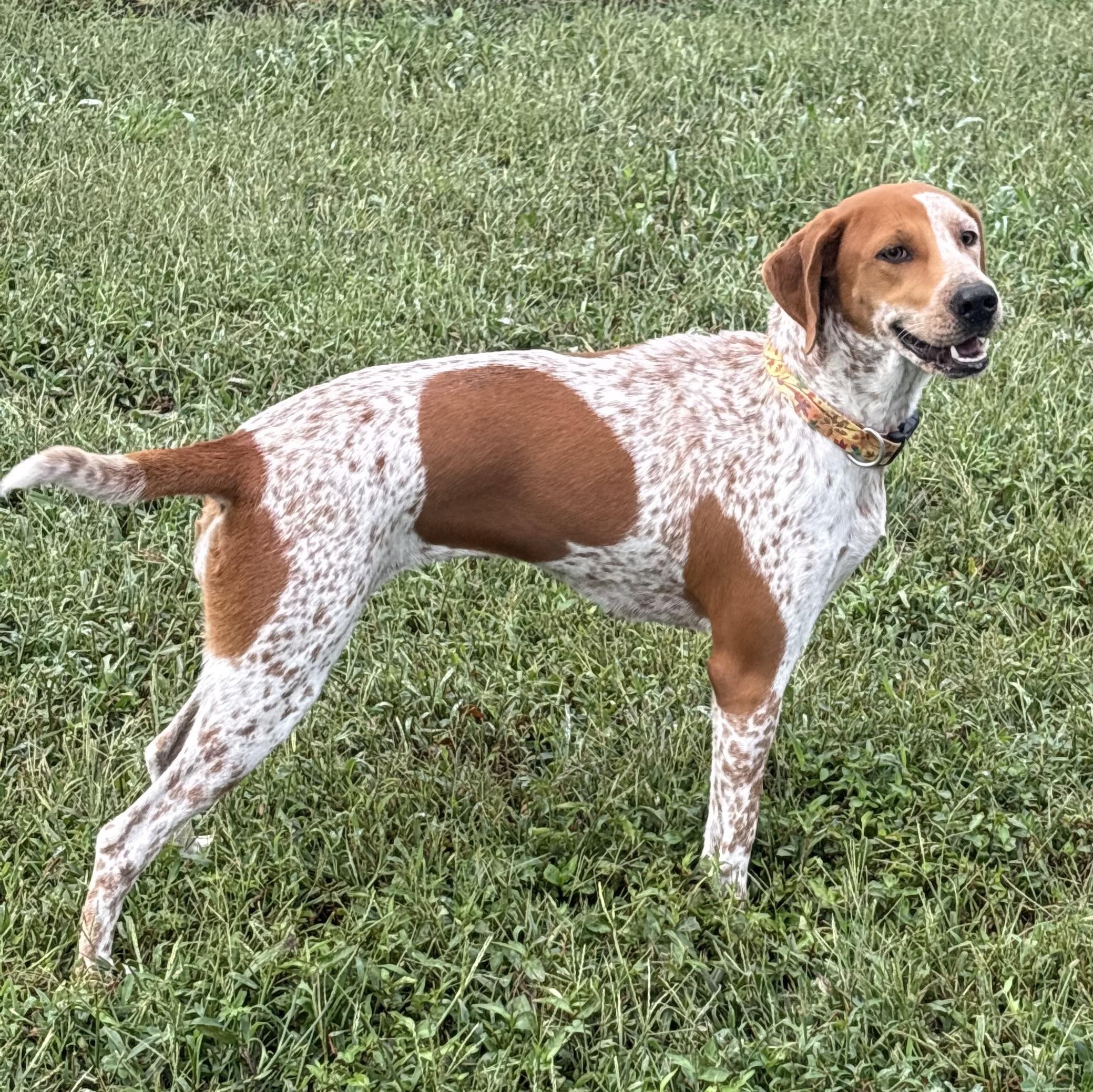 Enlarge Jolene, a Adoptable mixed breed in Bardstown, KY image 1/6