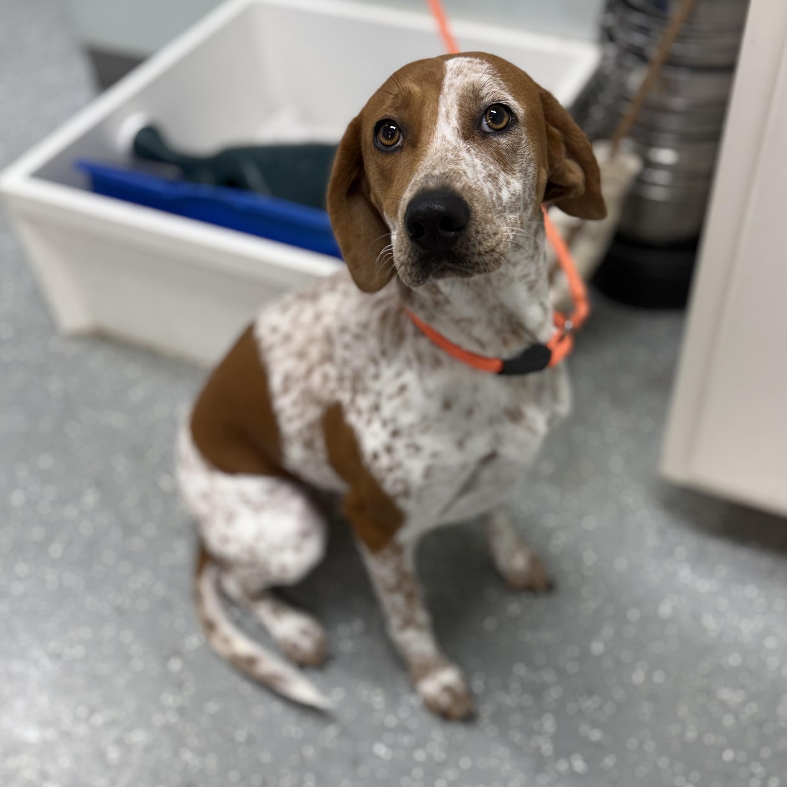 Enlarge Jolene, a Adoptable mixed breed in Bardstown, KY image 3/6