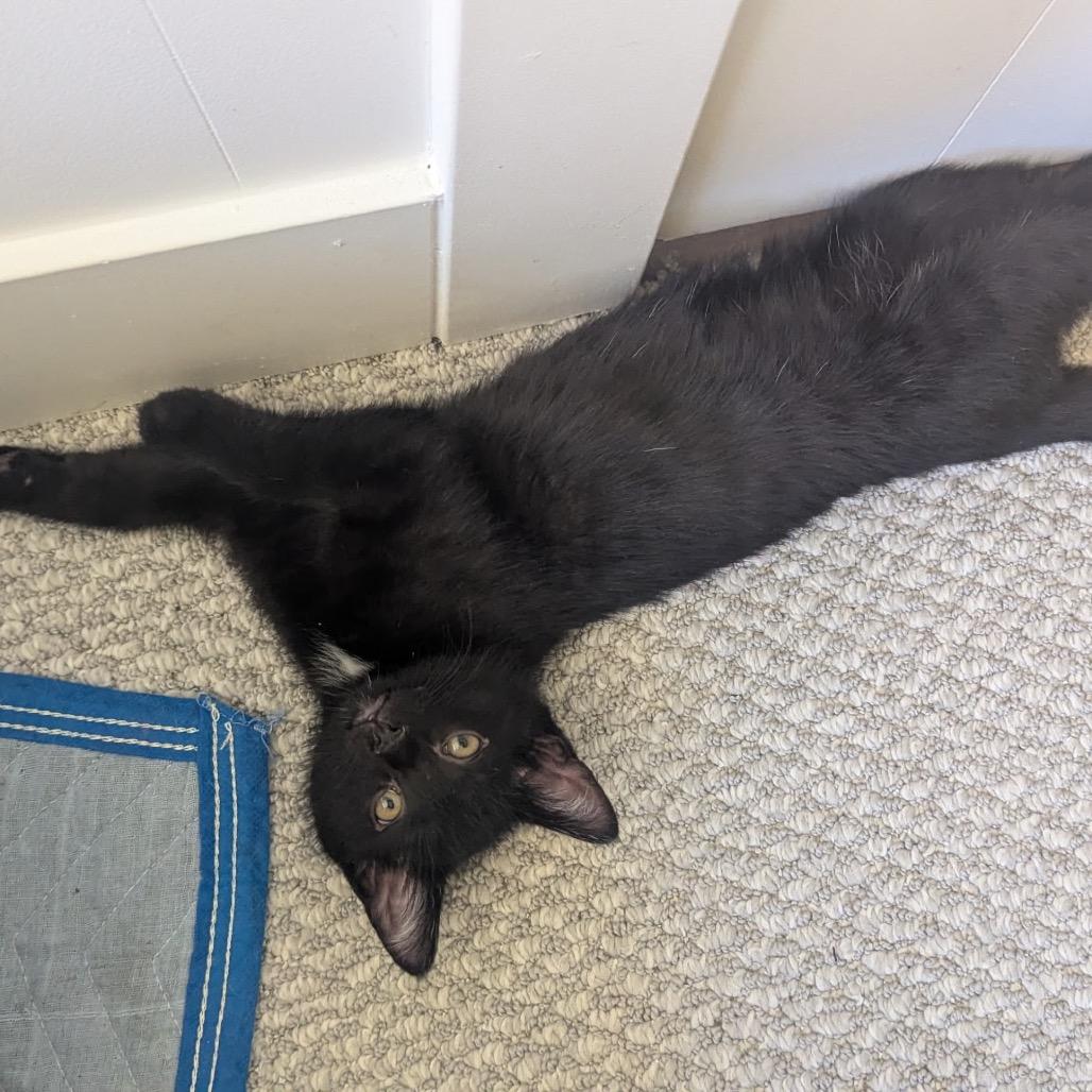 MeGumi, a Adoptable Domestic Short Hair in Bountiful, UT image 3/6