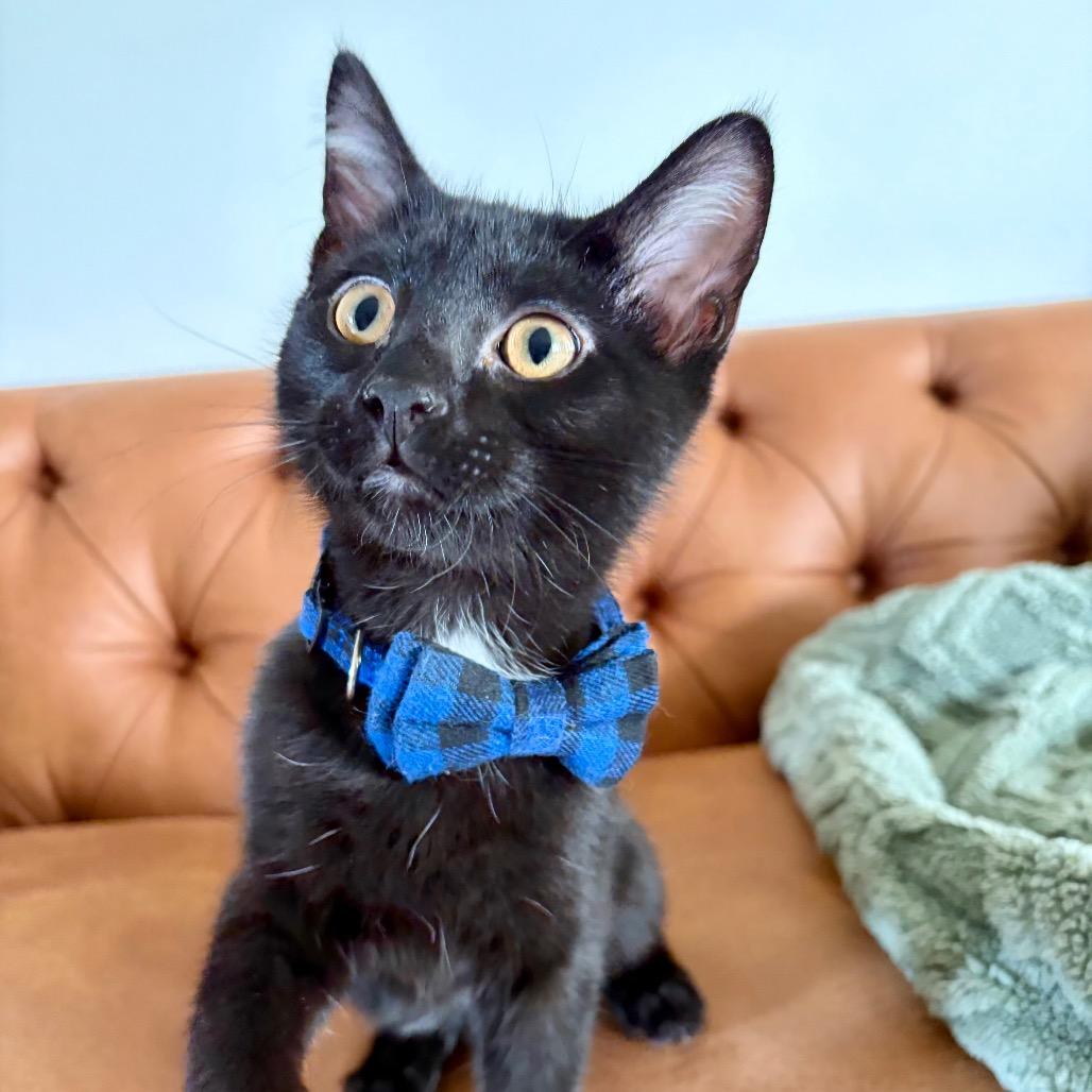MeGumi, a Adoptable Domestic Short Hair in Bountiful, UT image 4/6