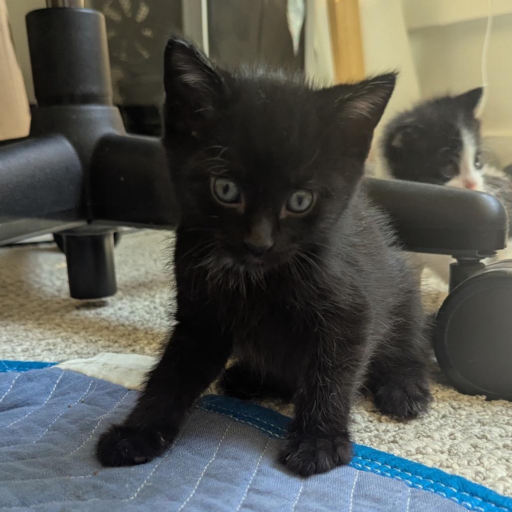 Enlarge MeGumi, a Adoptable Domestic Short Hair in Bountiful, UT image 1/1