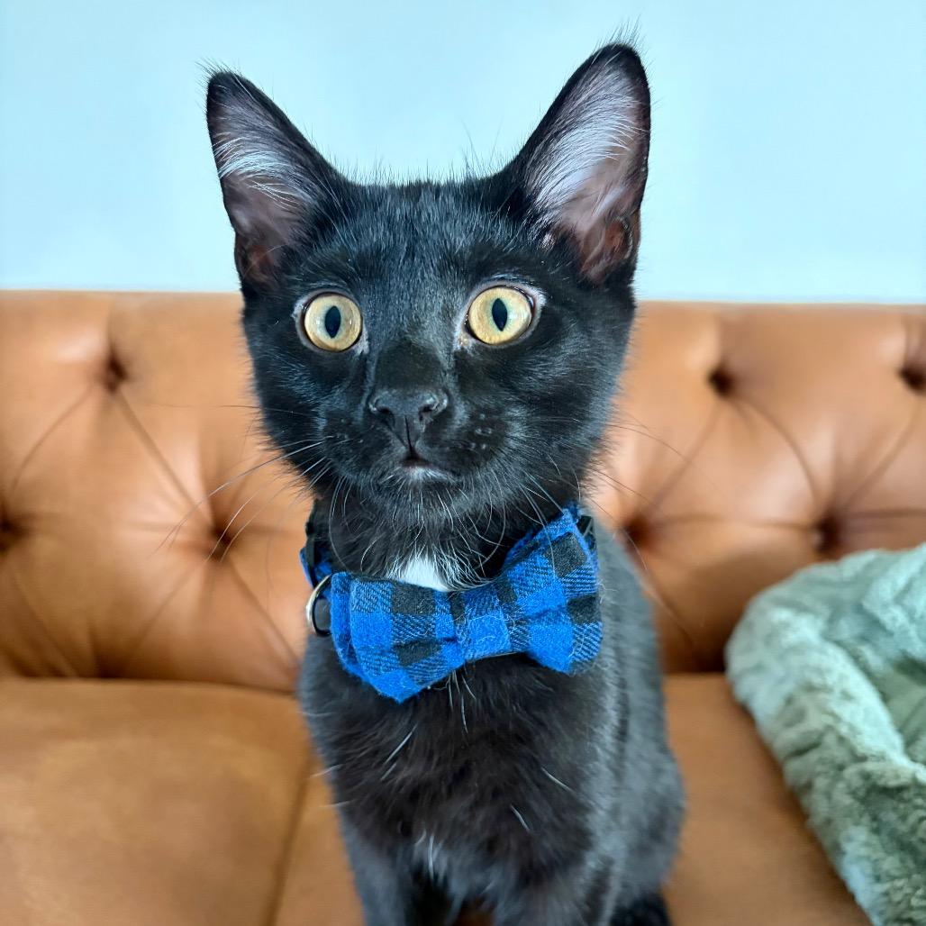 MeGumi, a Adoptable Domestic Short Hair in Bountiful, UT image 6/6