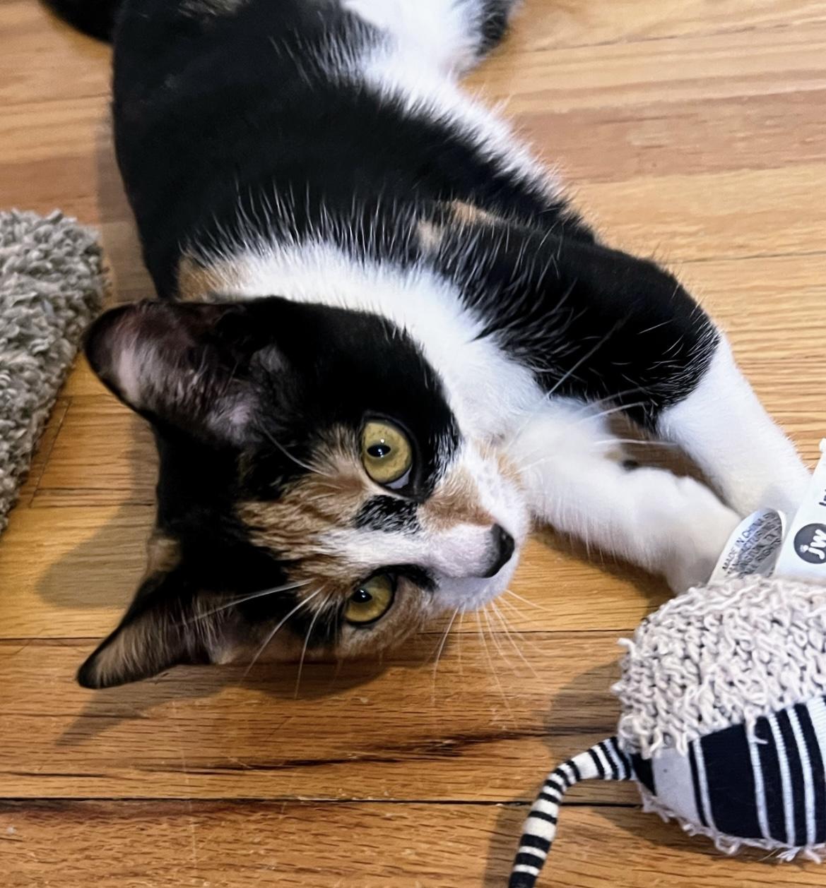 Daphne, a Adoptable Calico in Allentown, NJ image 2/6