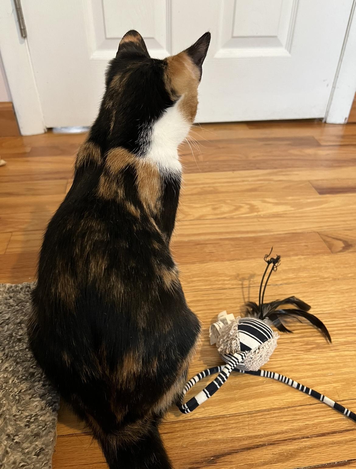 Daphne, a Adoptable Calico in Allentown, NJ image 4/6