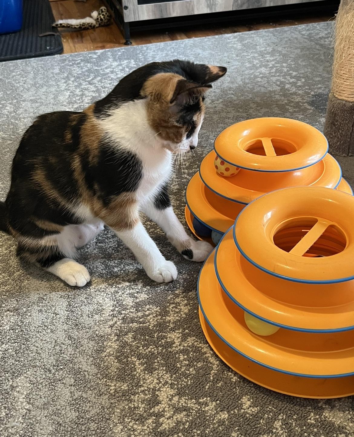 Daphne, a Adoptable Calico in Allentown, NJ image 5/6