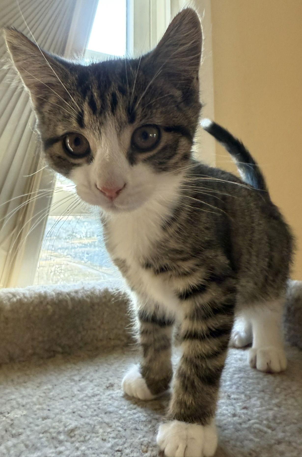 Enlarge Squiggy, a Adopted Domestic Short Hair in Herndon, VA image 1/3