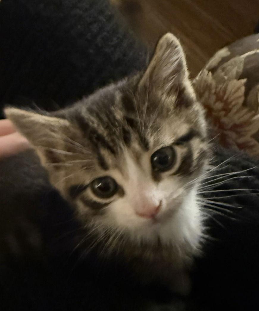 Enlarge Squiggy, a Adopted Domestic Short Hair in Herndon, VA image 3/3