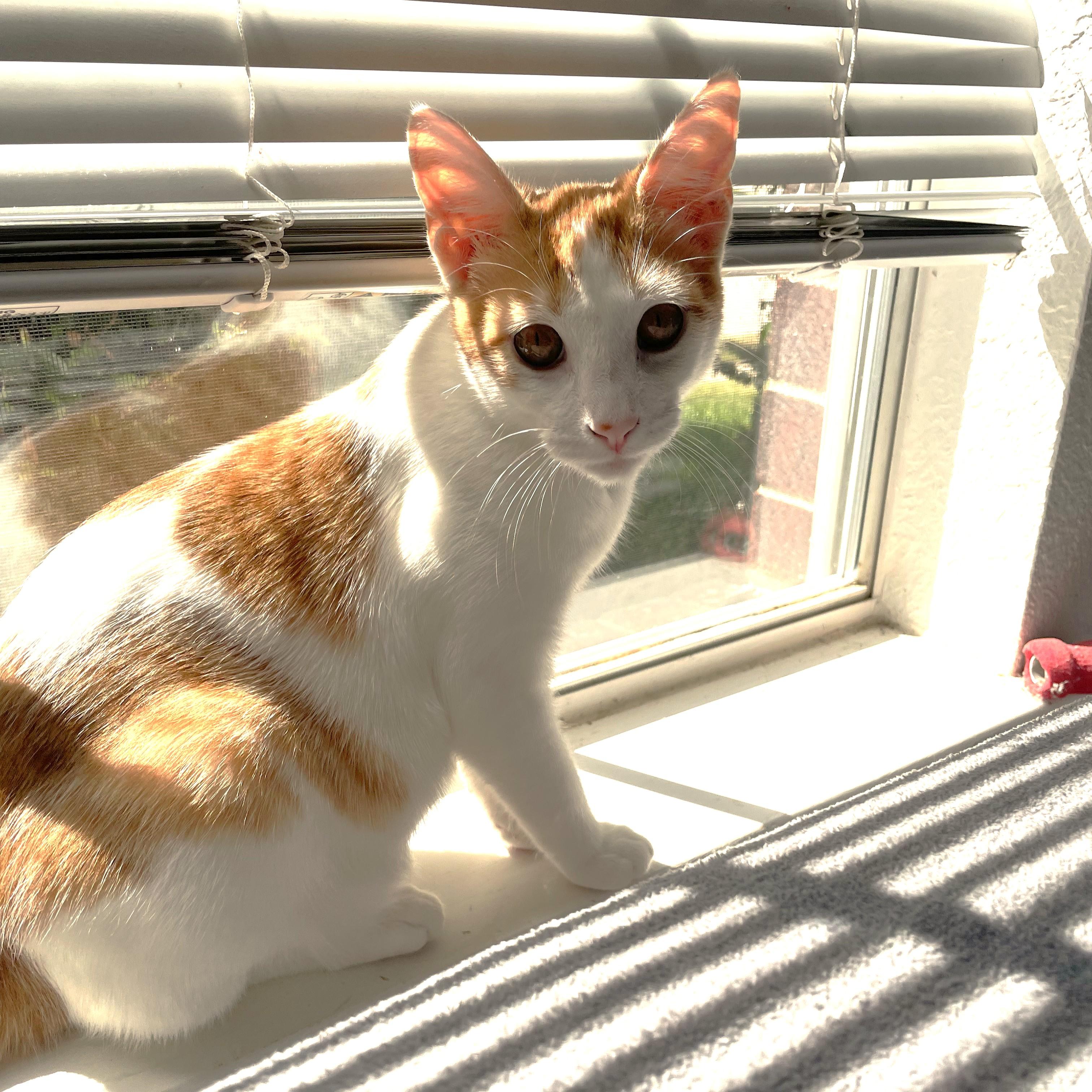 Half N Half (Piebald kitty), Adoptable, Young Male Domestic Short Hair.