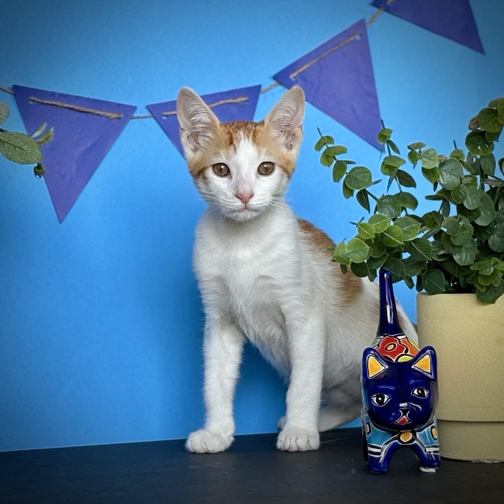 Enlarge Half N Half (Piebald kitty), a Adoptable Domestic Short Hair in Allen, TX image 4/6