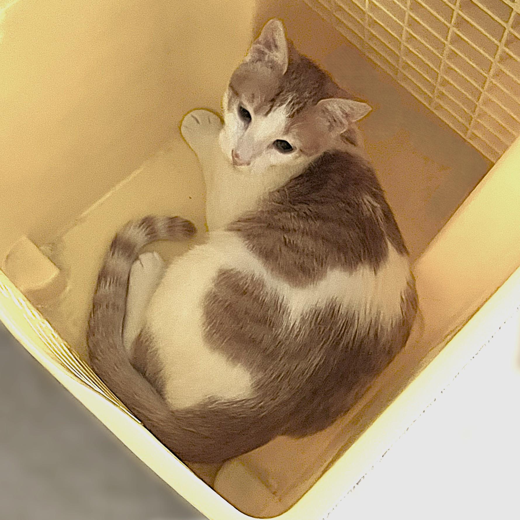 Enlarge Half N Half (Piebald kitty), a Adoptable Domestic Short Hair in Allen, TX image 5/6